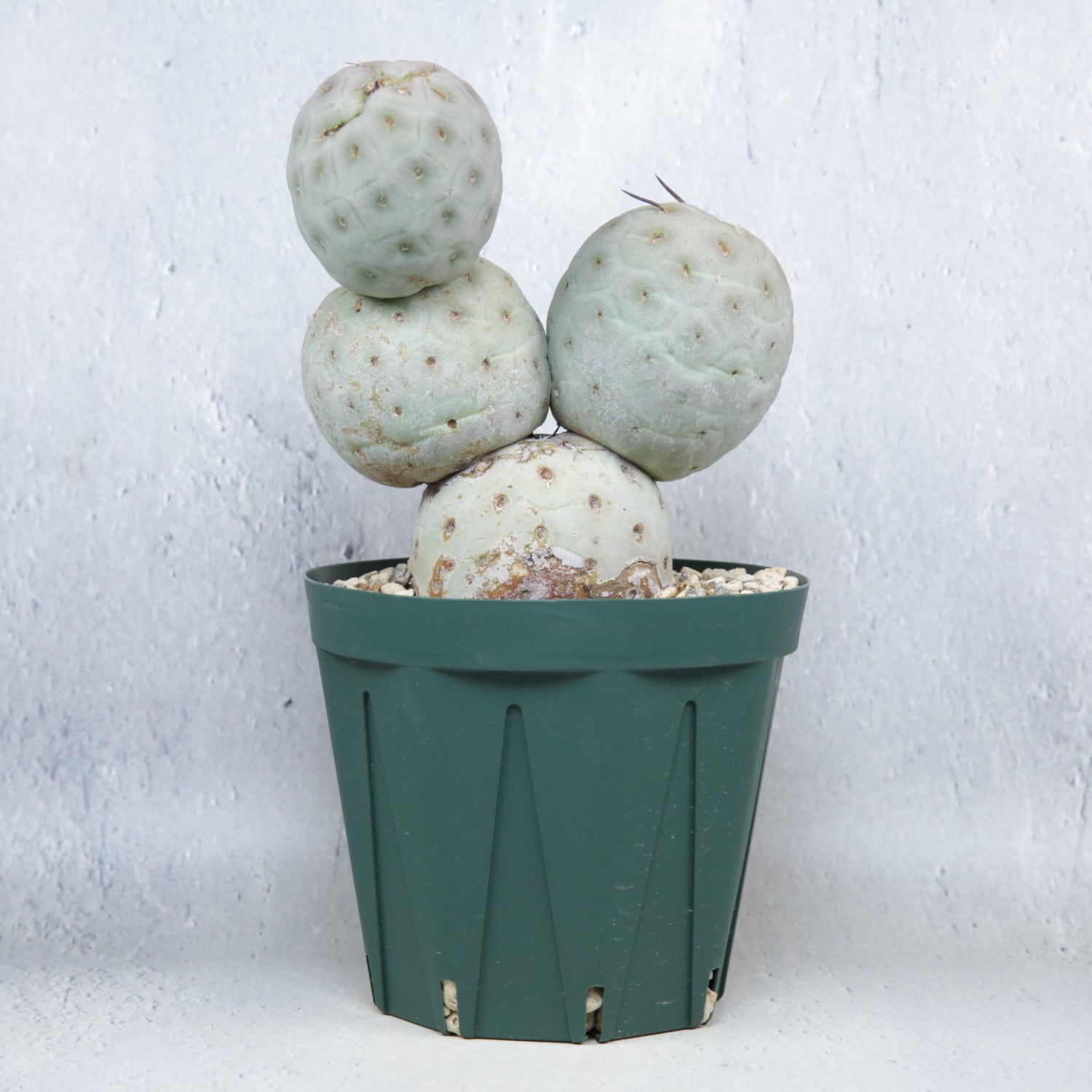 大球 4球 棘無し テフロカクタス ゲオメトリクス | LIGHTHOUSE.PLANTS
