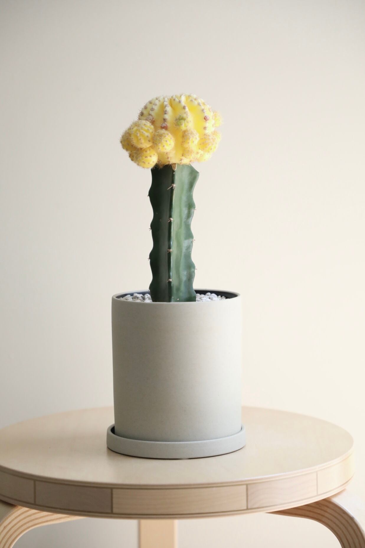 M】黄緋牡丹 接木/Gymnocalycium | 【厳選植物・器】MIDORI DOUMEI 翠