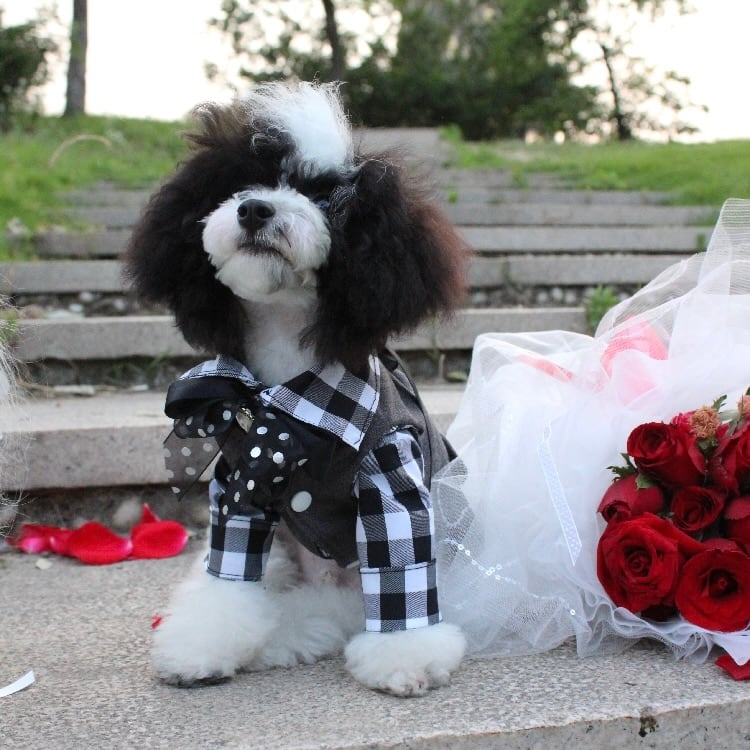 甘かわチェック王子スーツ 00600