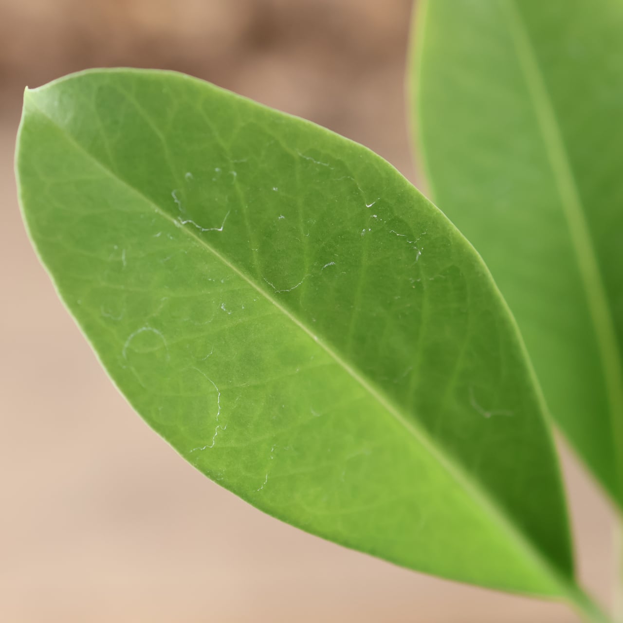 202 『アリ植物 アンソリザ・ブラクテオサ Anthorrhiza bracteosa