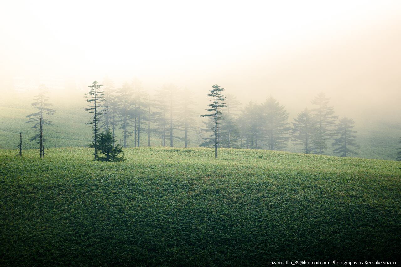 Landscape-86(ワイド四切)