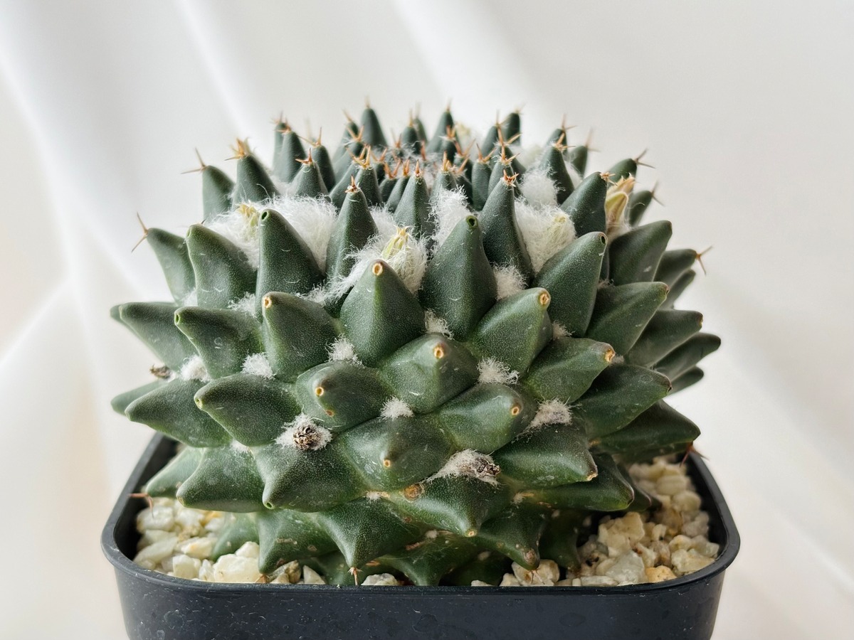 Mammillaria sempervivi v. caput-medusae マミラリア 景清 サボテン 