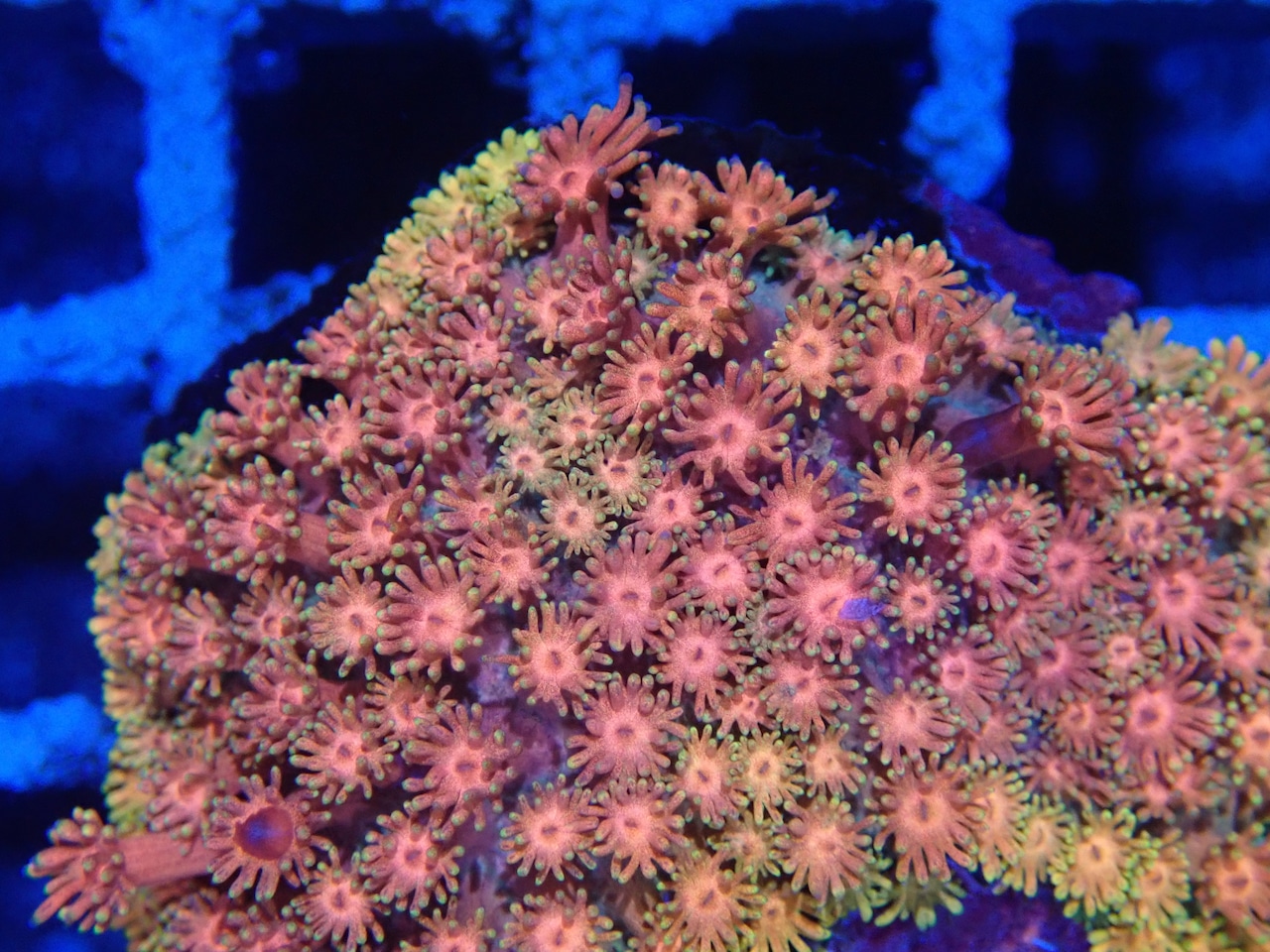 Goniopora FromMakassar