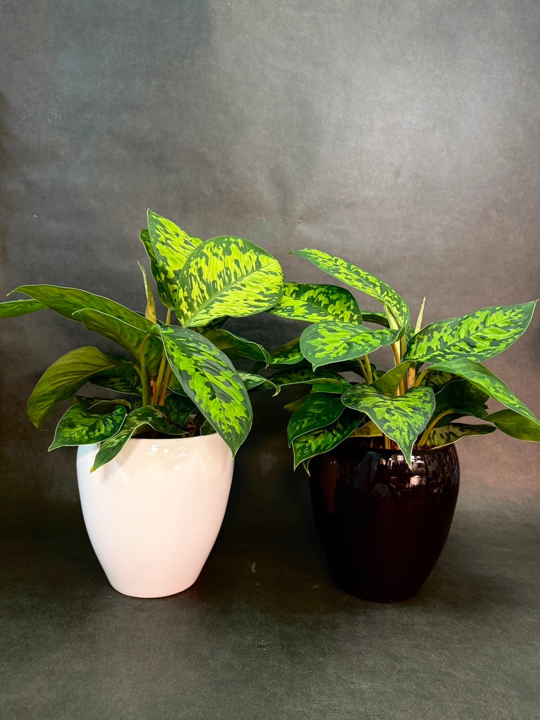 観葉植物と雑貨のお店 VIVAGREEN