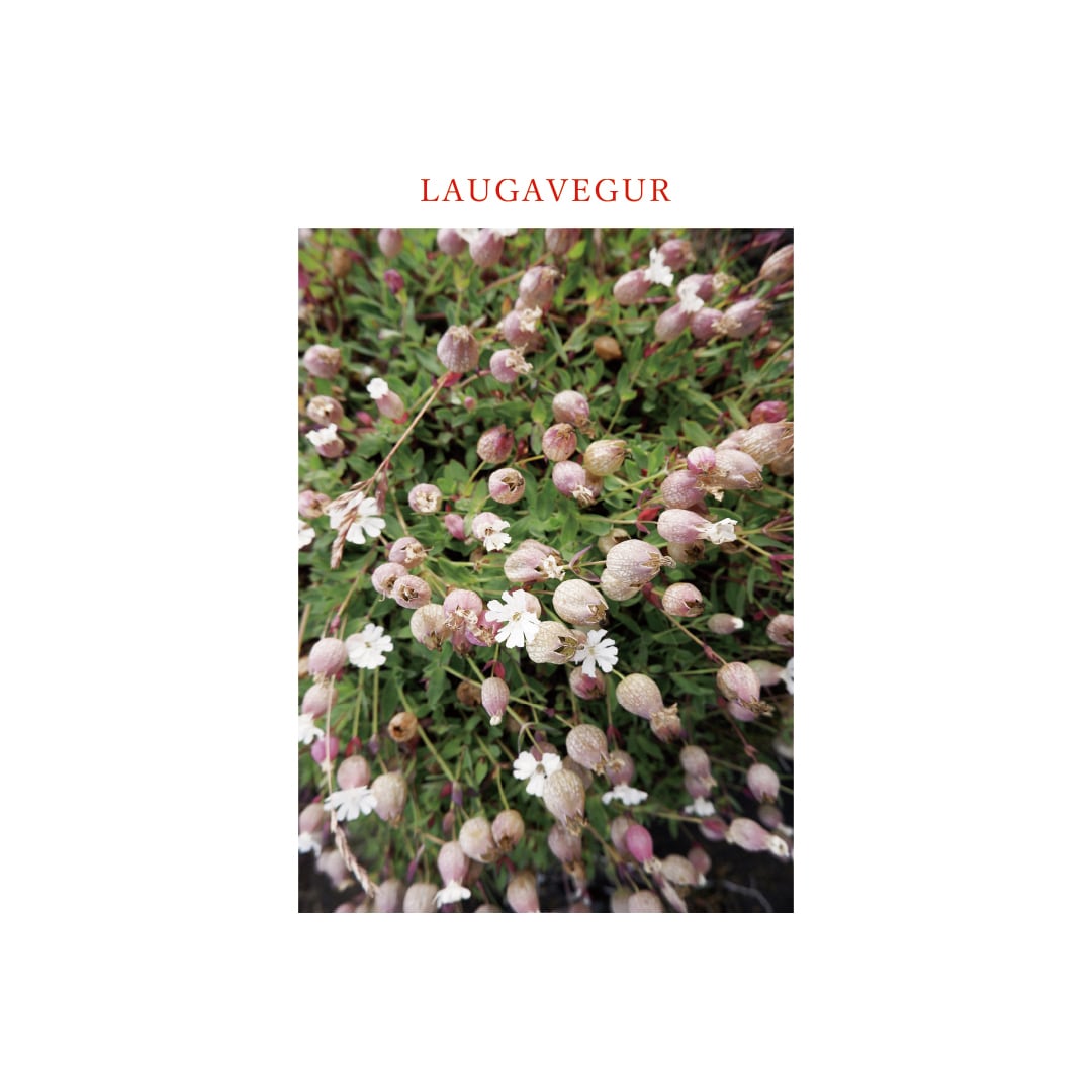 高山植物図鑑 | l a c e f l o w e r s o c k s