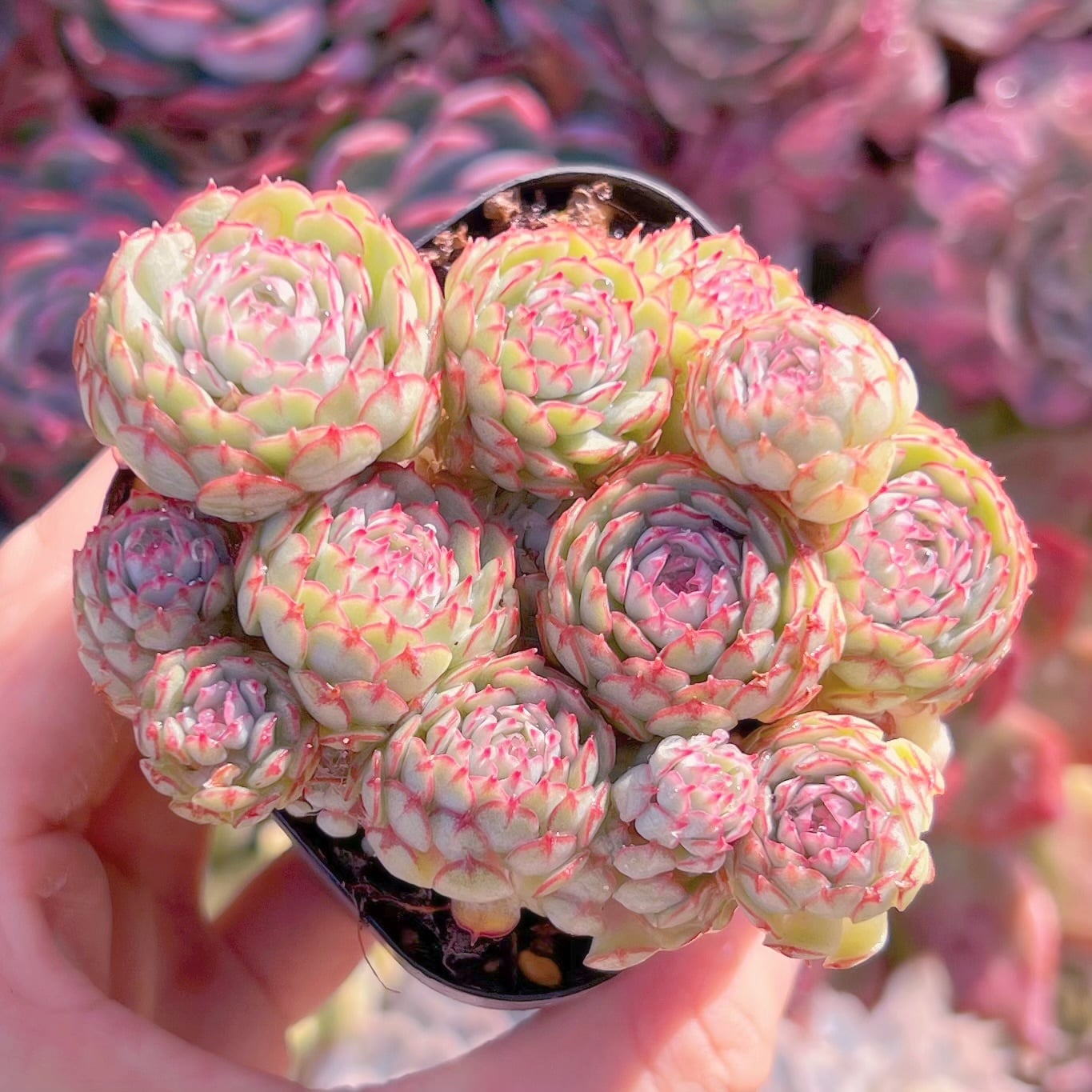 現品　グロブローサx静夜#664   るる農園