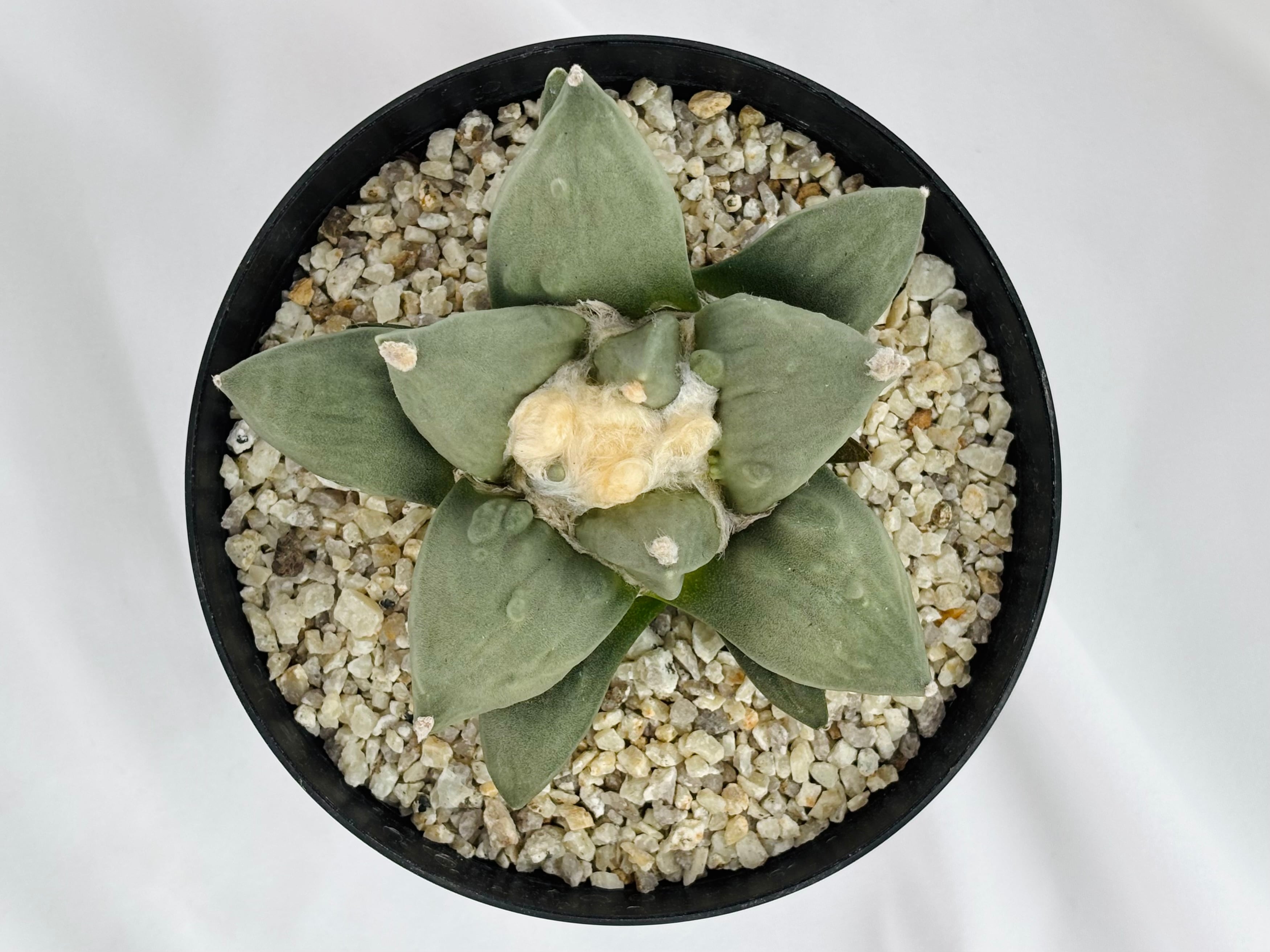 Ariocarpus Cauliflowermonst. アリオカルプス 花牡丹モンスト