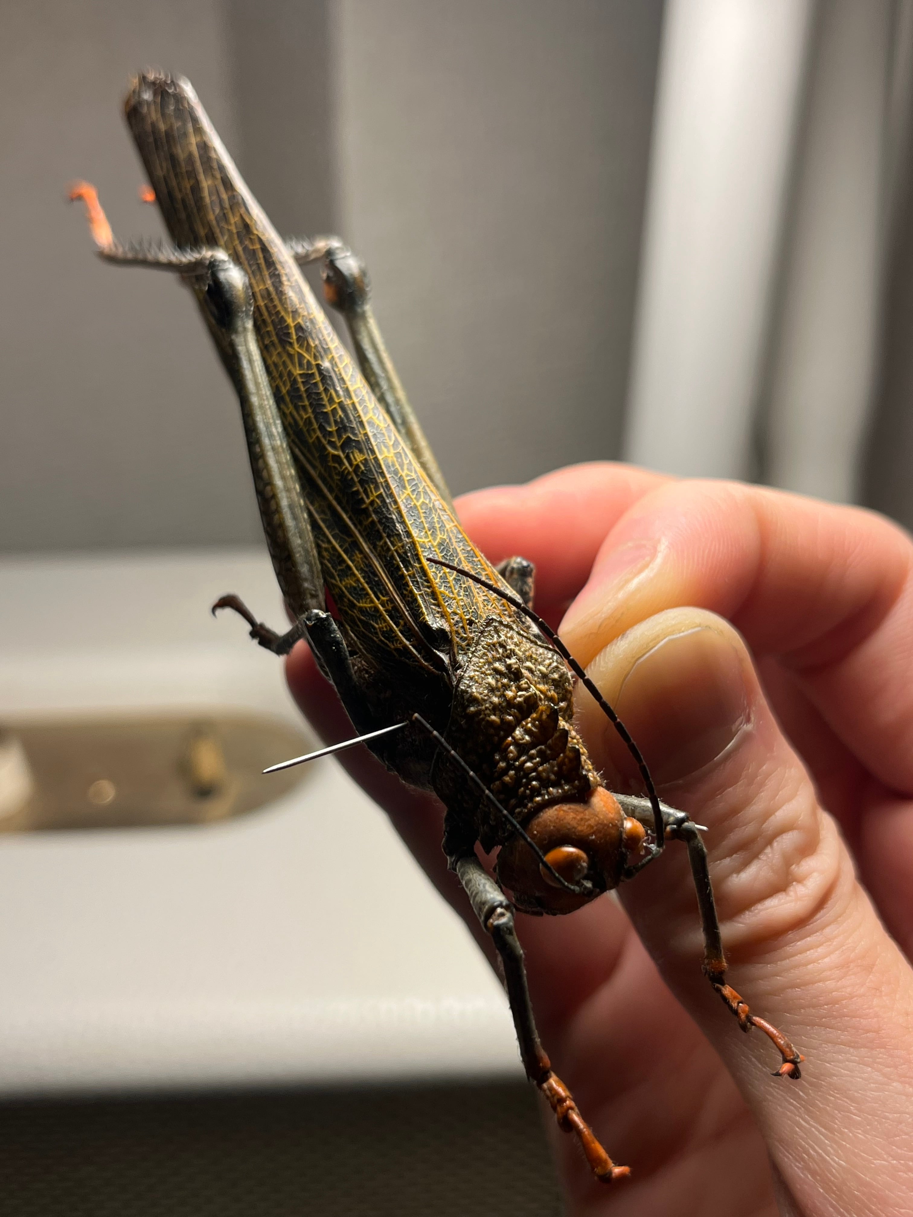 飛蝗最大種】シタベニオオバッタ 昆虫標本 直翅類 カマキリ マンティス