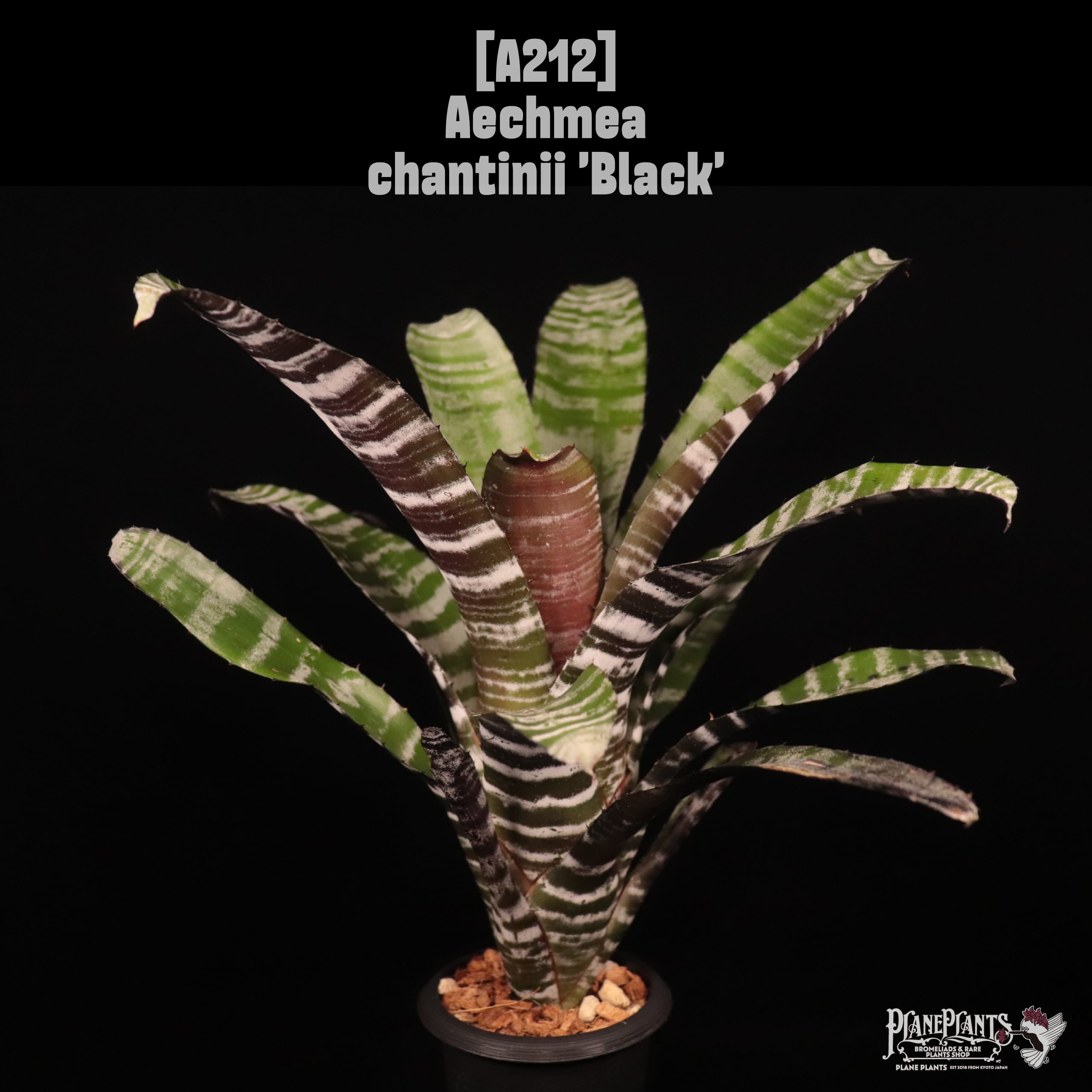 【reserved】Aechmea chantinii 'Black'〔エクメア〕A212