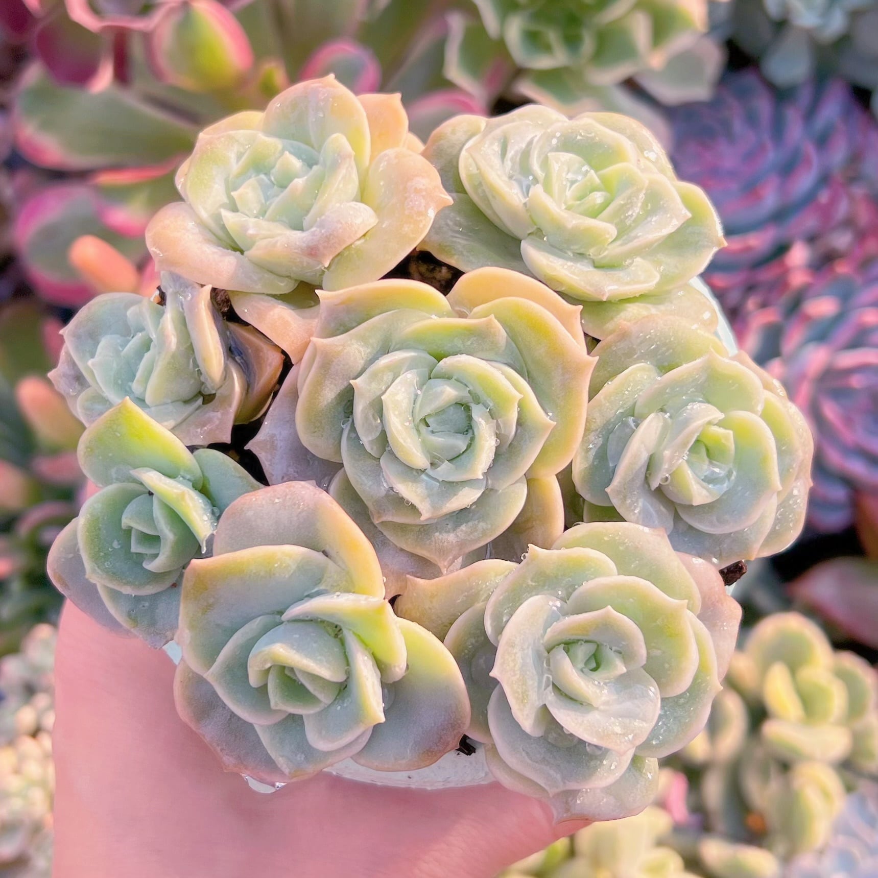 現品　ラブリーローズ#876   古株　るる農園