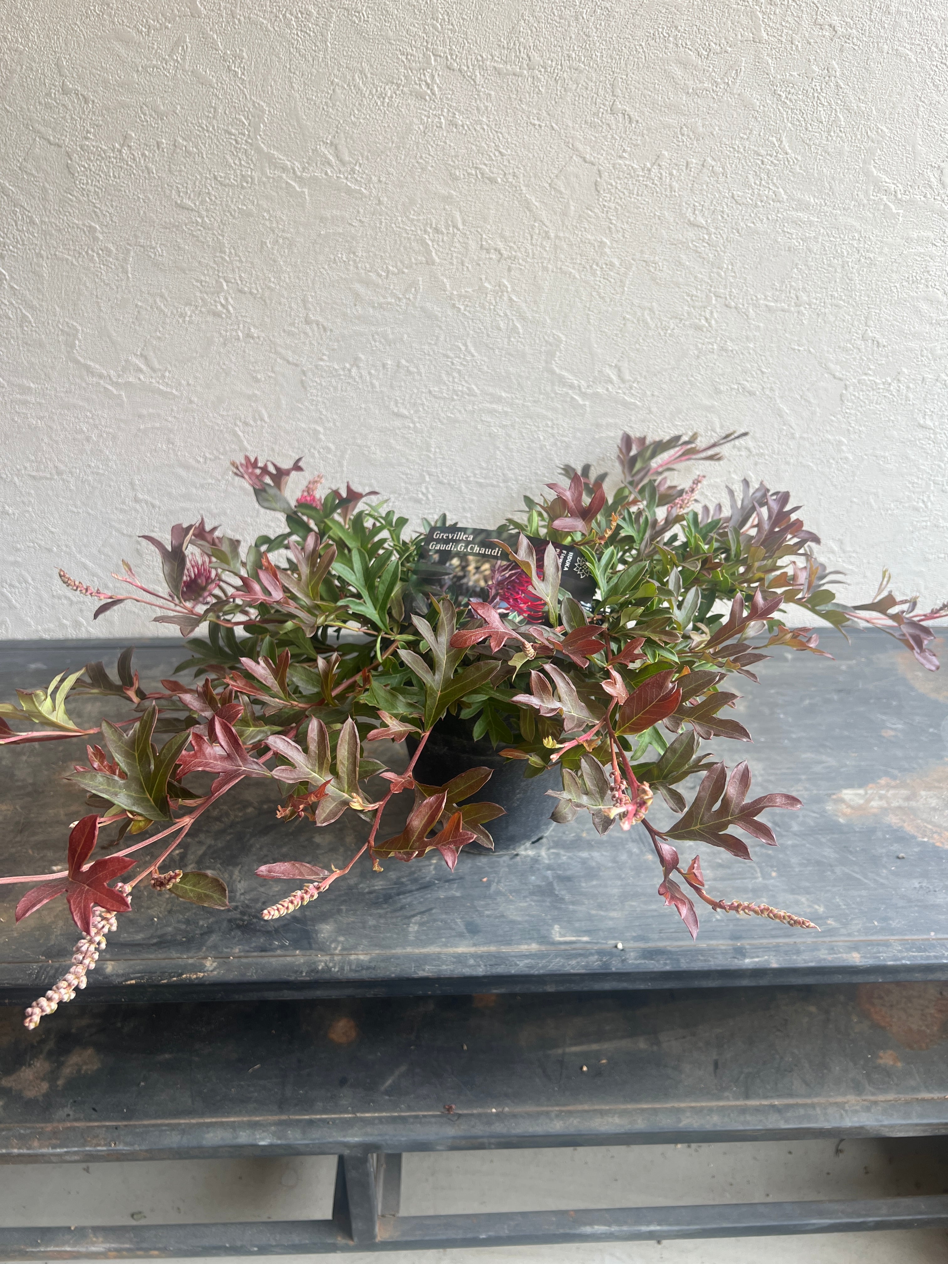 プロテア アークティックアイス(1F)② | 沼ノ上農園