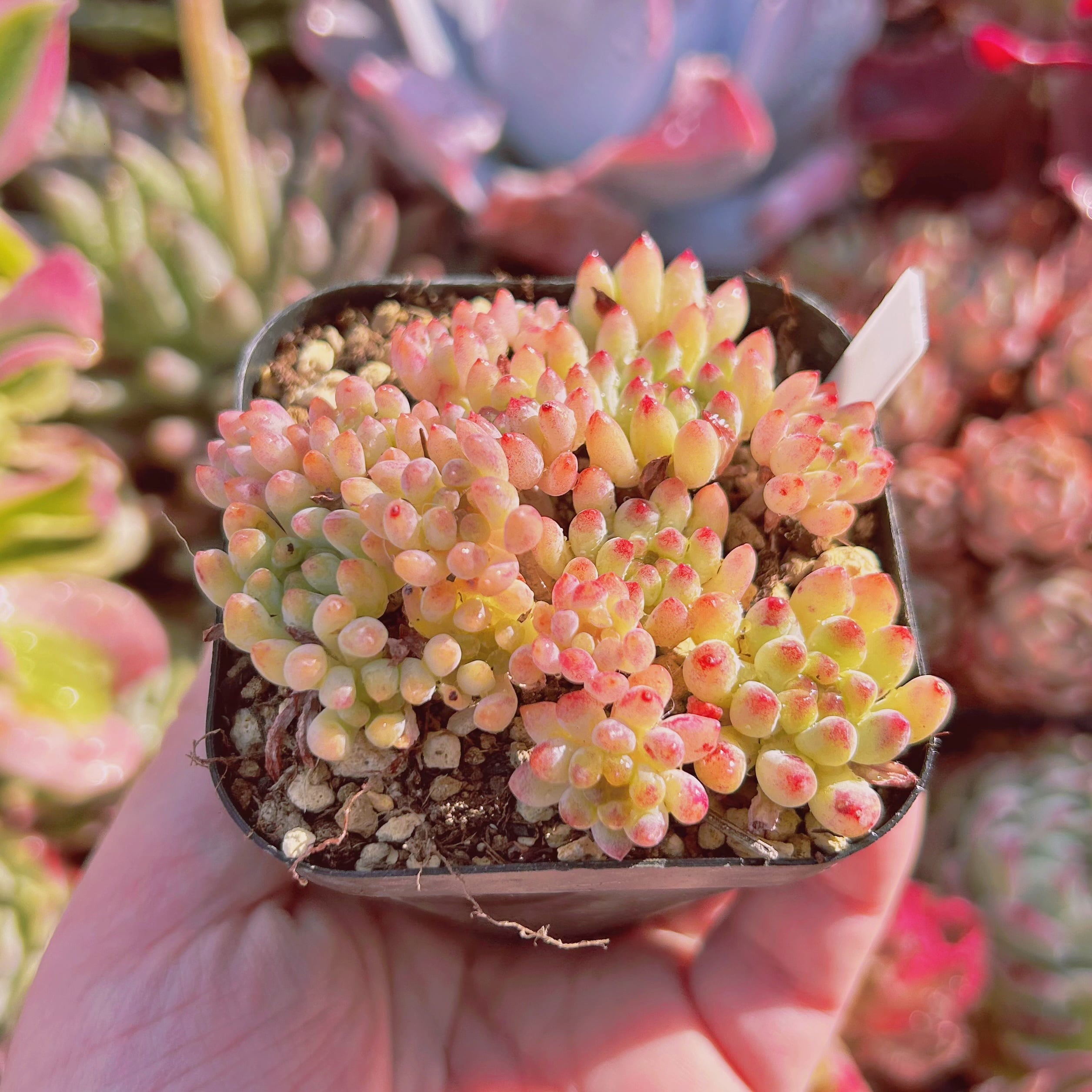 553現物 多肉植物 花火 | るる農園~多肉植物専門