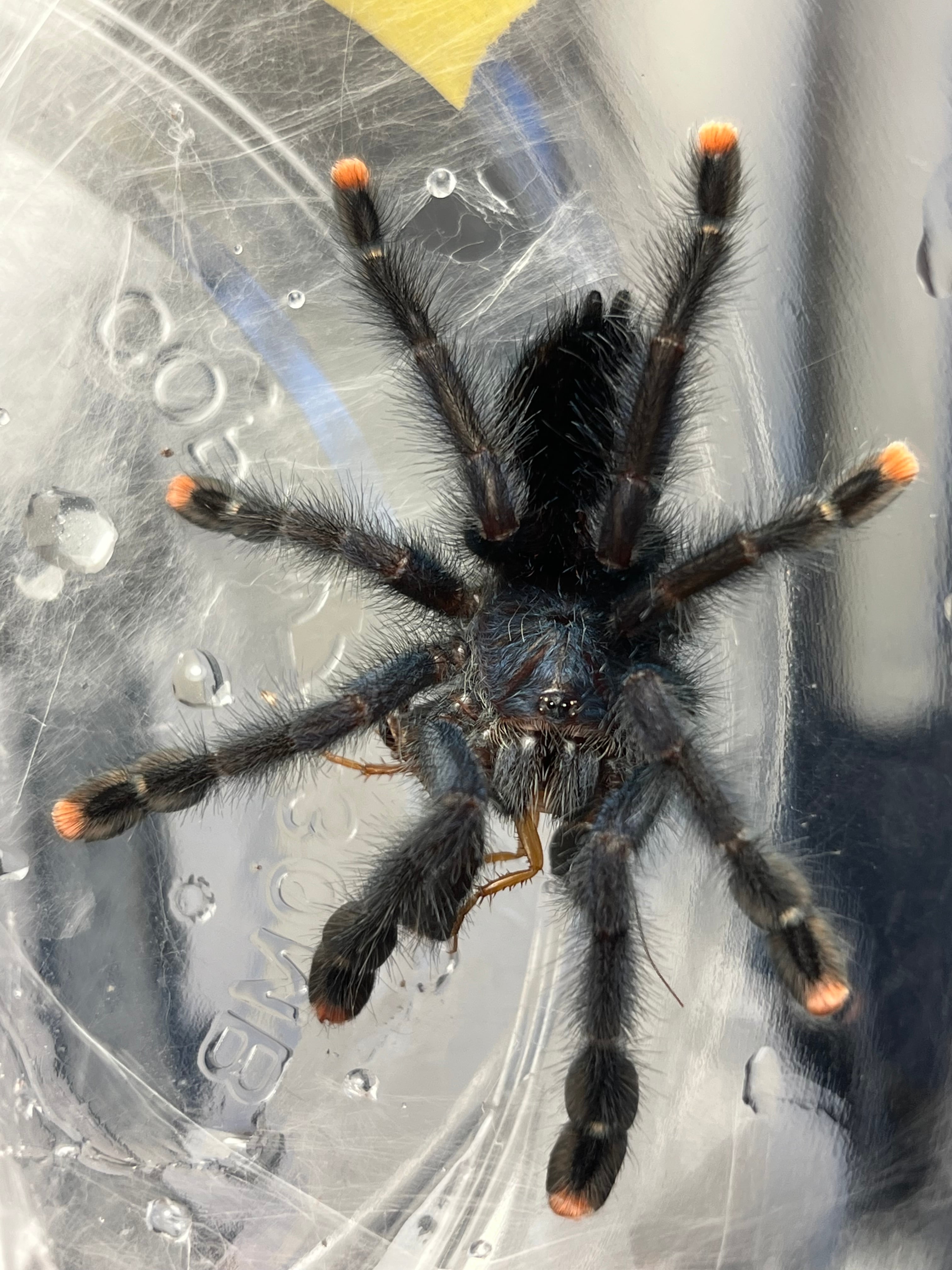 ツリースパイダー(新大陸) | オモニキチュウ