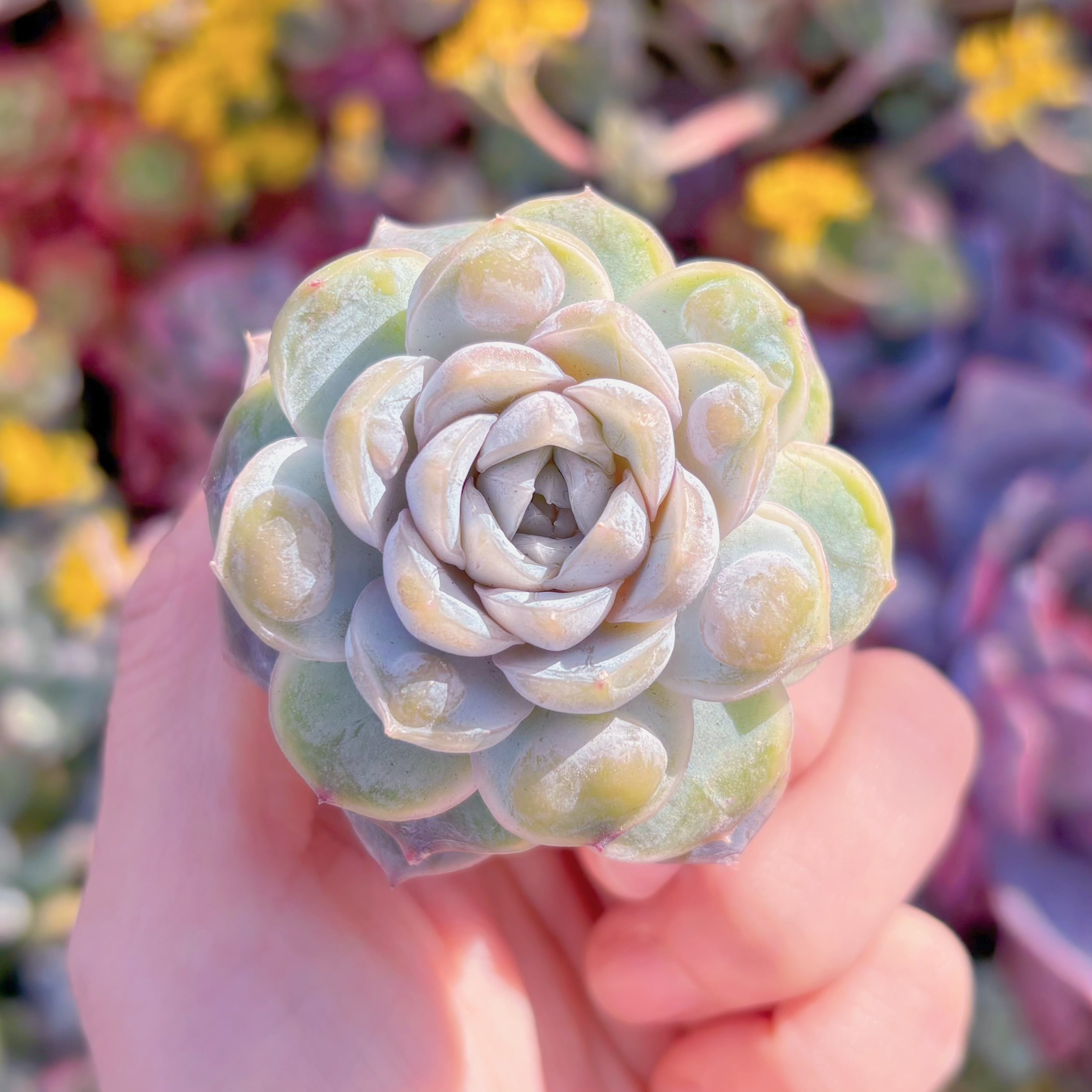 多肉植物　新品種　白磁瘤(はくじこぶ)　在庫僅少　新入荷　るる農園