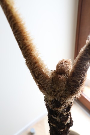 【都内近郊限定配送】ヘゴの木/Cyathea spinulosa　※ラタンバスケットカバー別