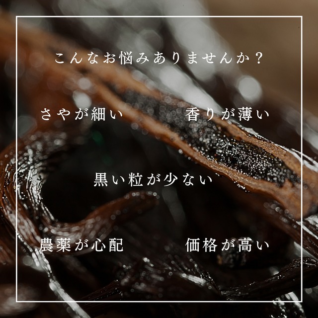 【本数多いほど1本価格がお得！】【ブルボン種・サイズだけ訳あり・ 12cm以上・バニラビーンズ・15本】