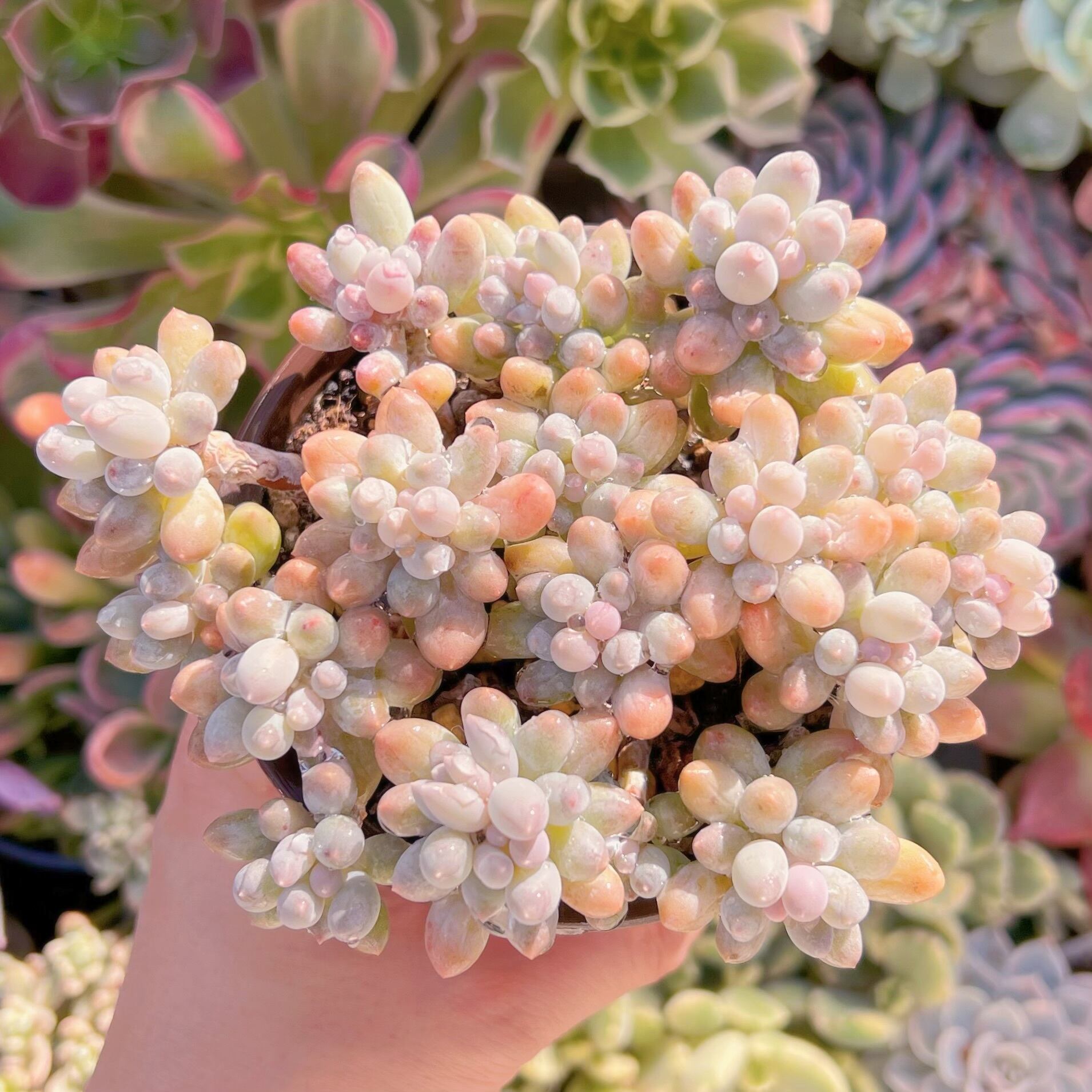 現品　ベビーフィンガー#661     古株　るる農園