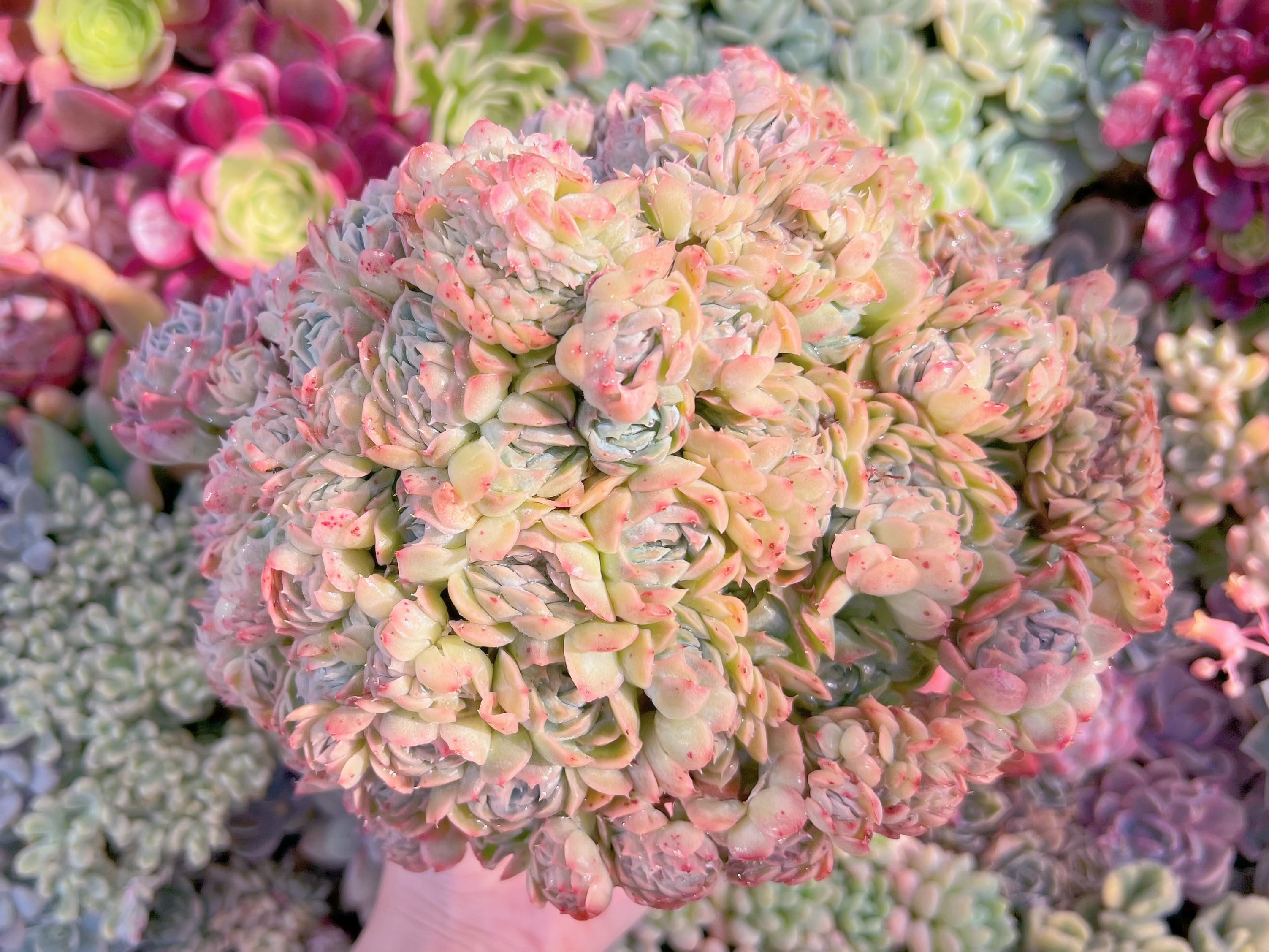 現品　Echeveria sanchez#749　大群生　新入荷　るる農園