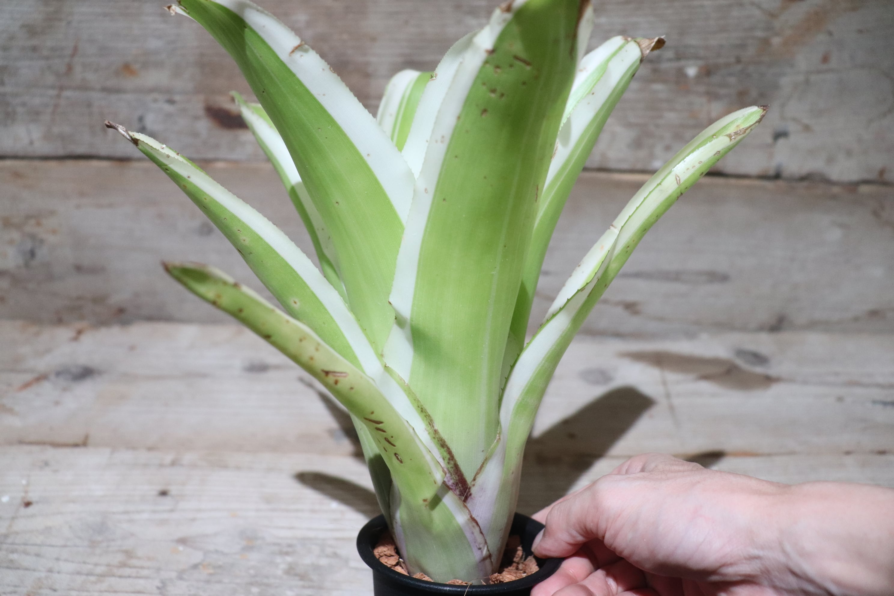 送料無料】 Billbergia pyramidalis 'Kyoto'〔ビルベルギア〕現品発送