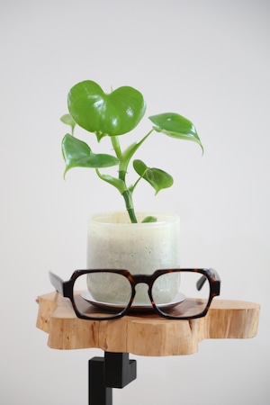 【S】ハートフィロデンドロン/Philodendron 　※ガラスポット付き