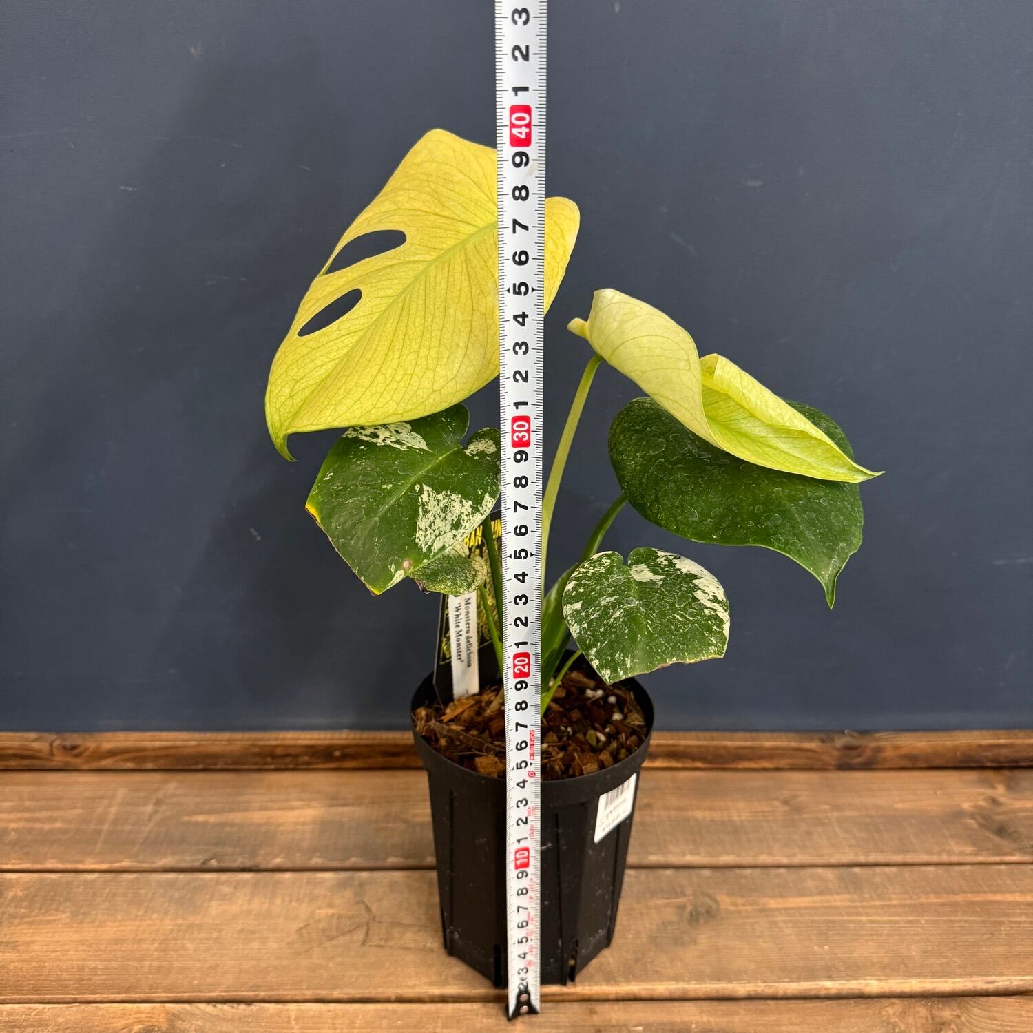 モンステラ 観葉植物 モンステラ【160cm】10号 幹立ち プラスチック鉢 #69645 ※1都
