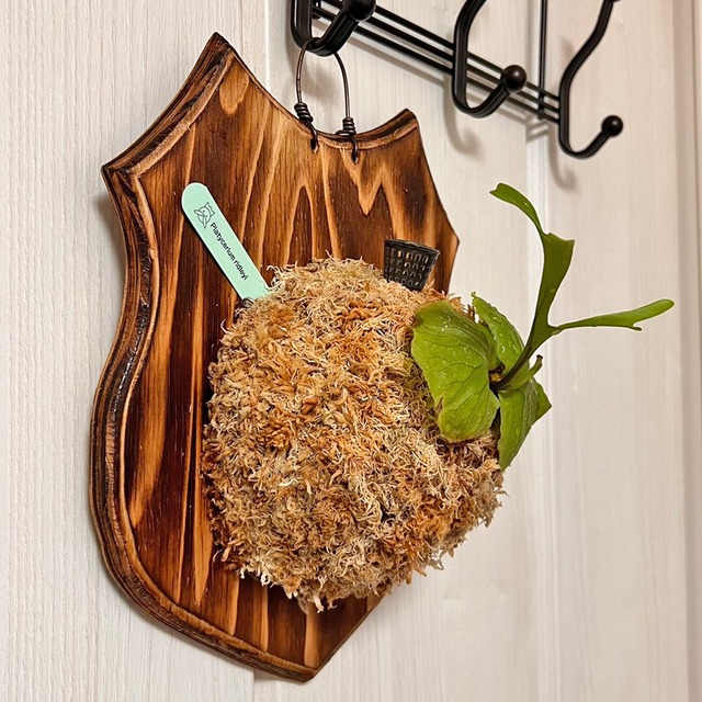 ビカクシダ リドレイ 板付 【観葉植物 室内 コウモリラン】