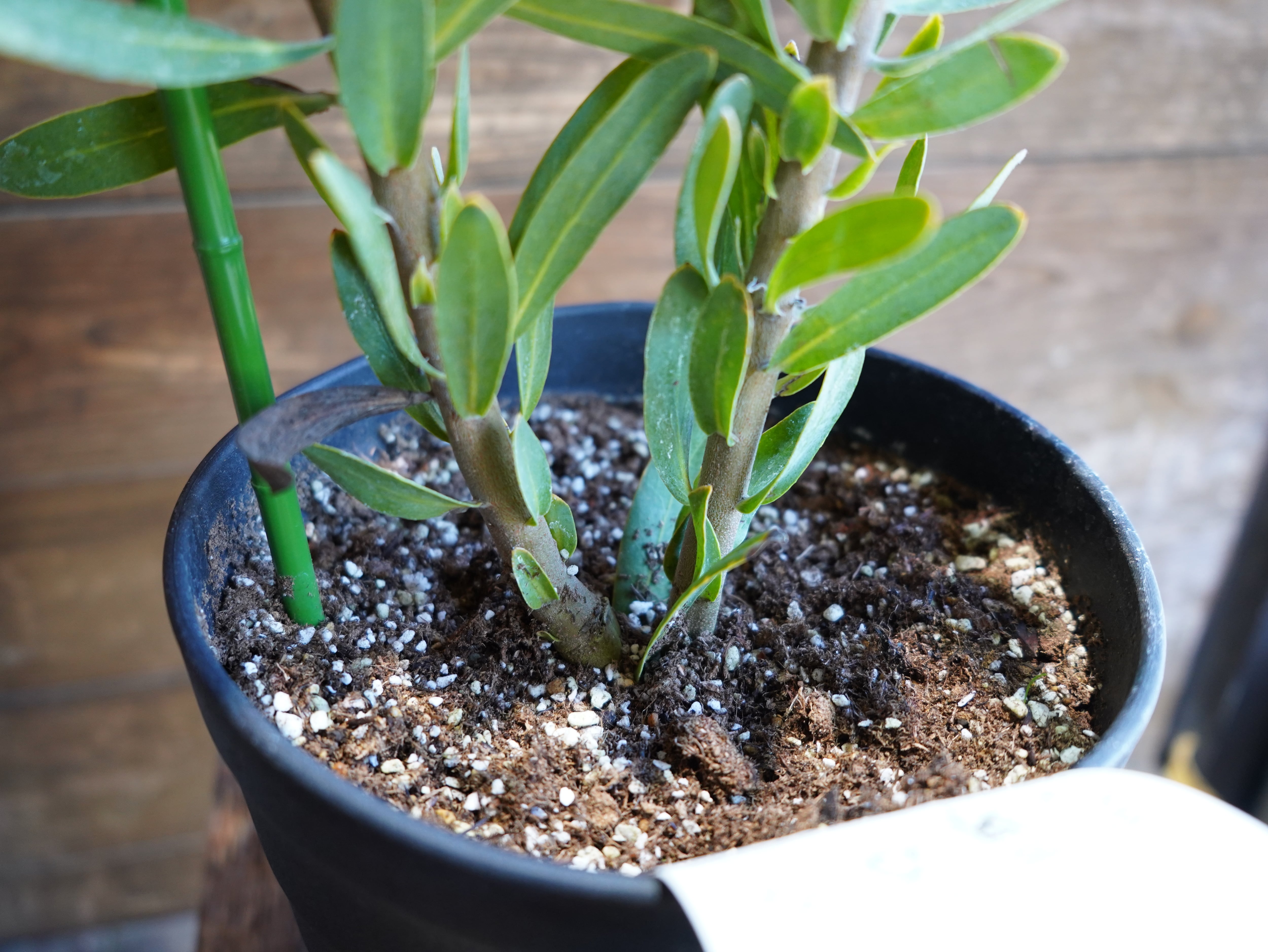 【現物】プロテア "ピンククリーム"