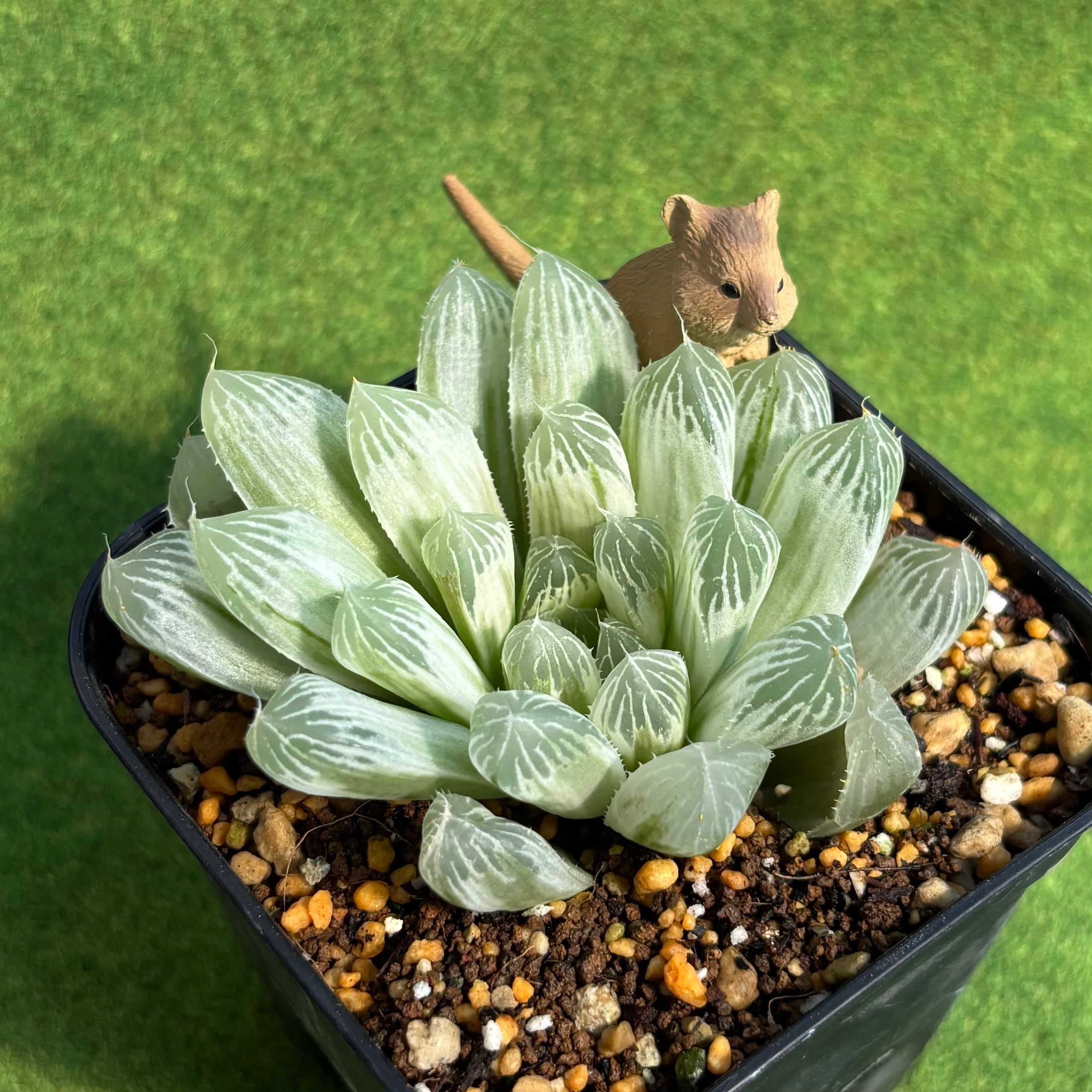 オパリナ ホワイト錦 | 多肉植物 豆彦商店