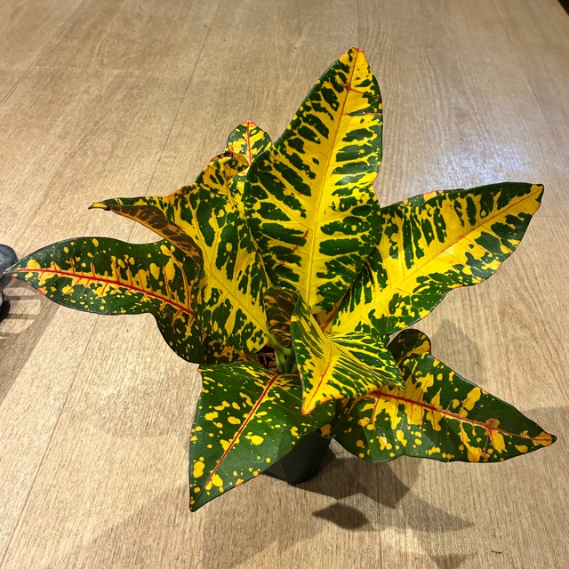 Croton Nepal クロトン ネパール