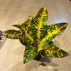 Croton Nepal クロトン ネパール
