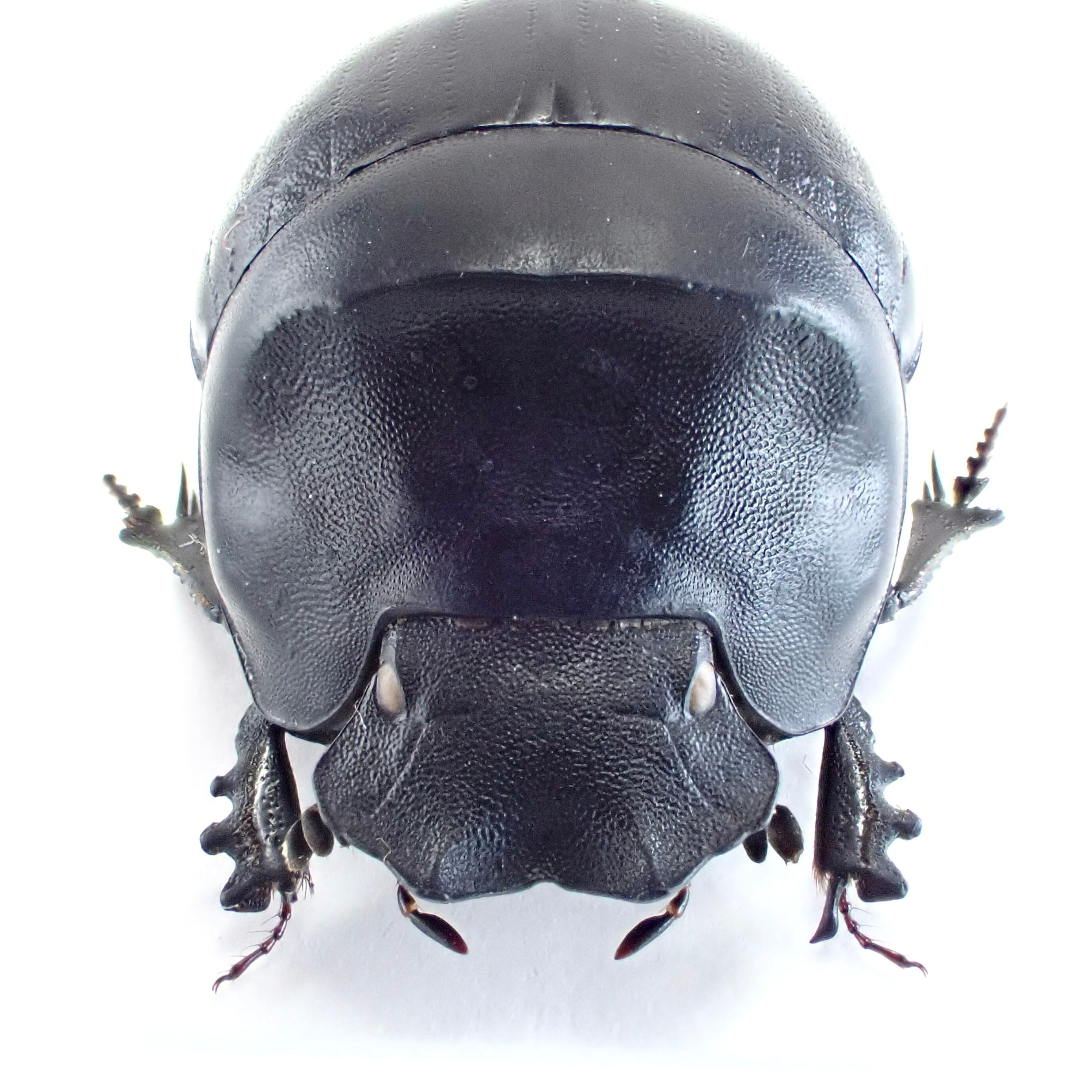 南アフリカ産 Coptorhina klugi ♂ 16mm | 昆虫標本 Diggers & Rollers