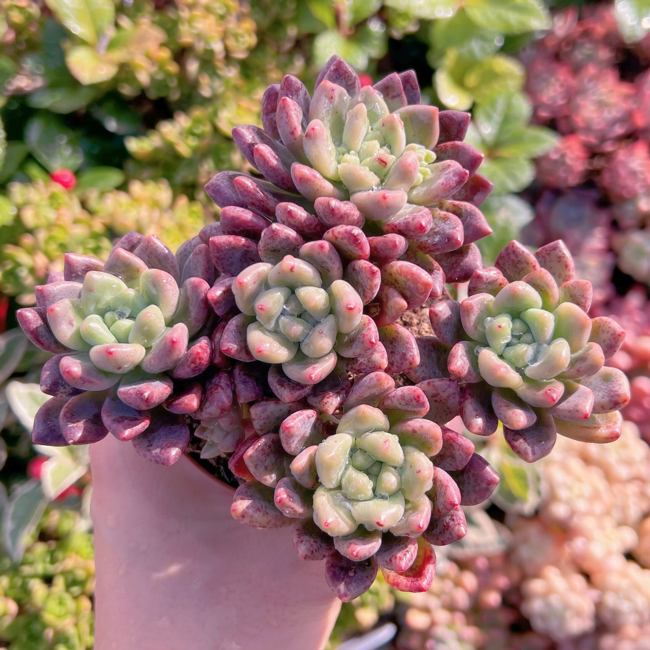 現品　シャネル#591　るる農園