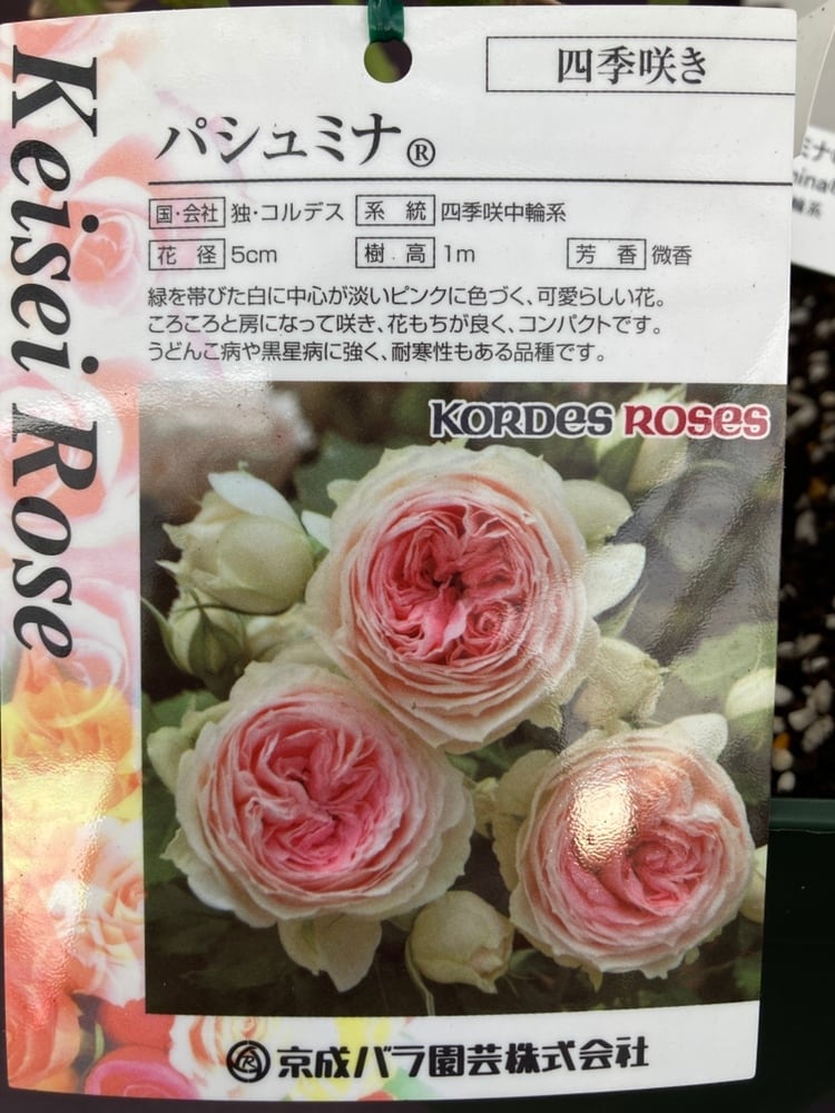 バラ苗 | 日本ライン花木センター バラ苗 | 日本ライン花木センター