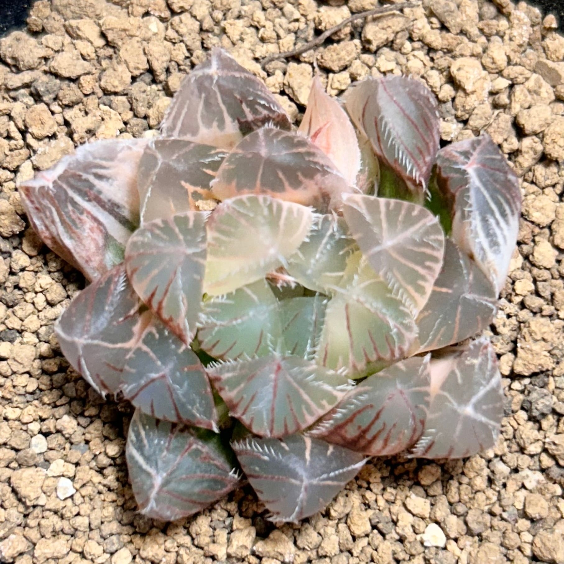 T) レッドレンズ オブツーサ錦 ハオルチア | RuPo 多肉植物専門店