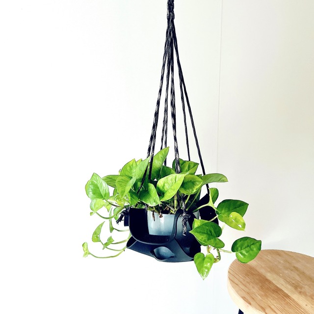 【限定品】ポトス エメラルド ラバーハンギング 登録品種 観葉植物 calm cafe
