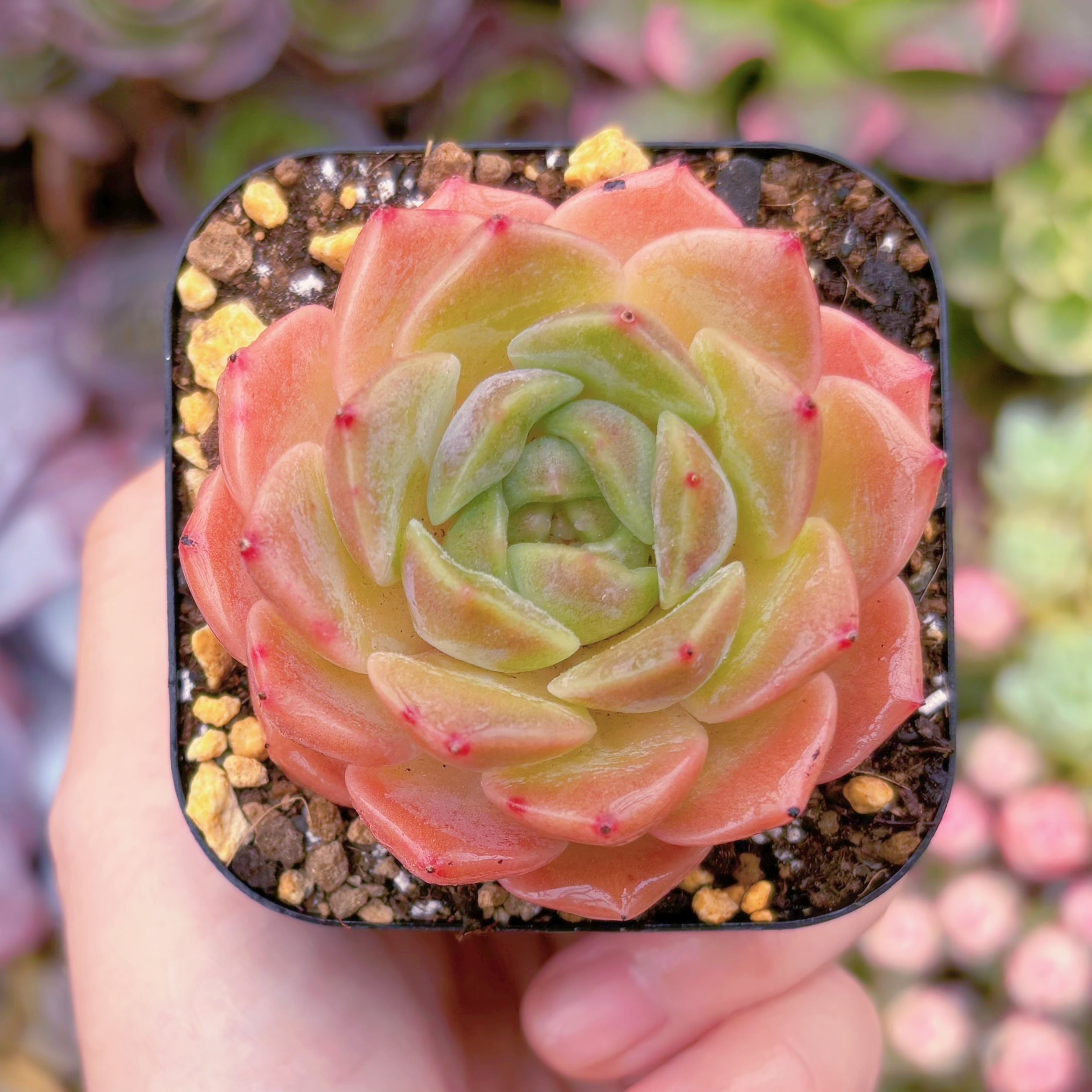 現品　純愛#B63　るる農園