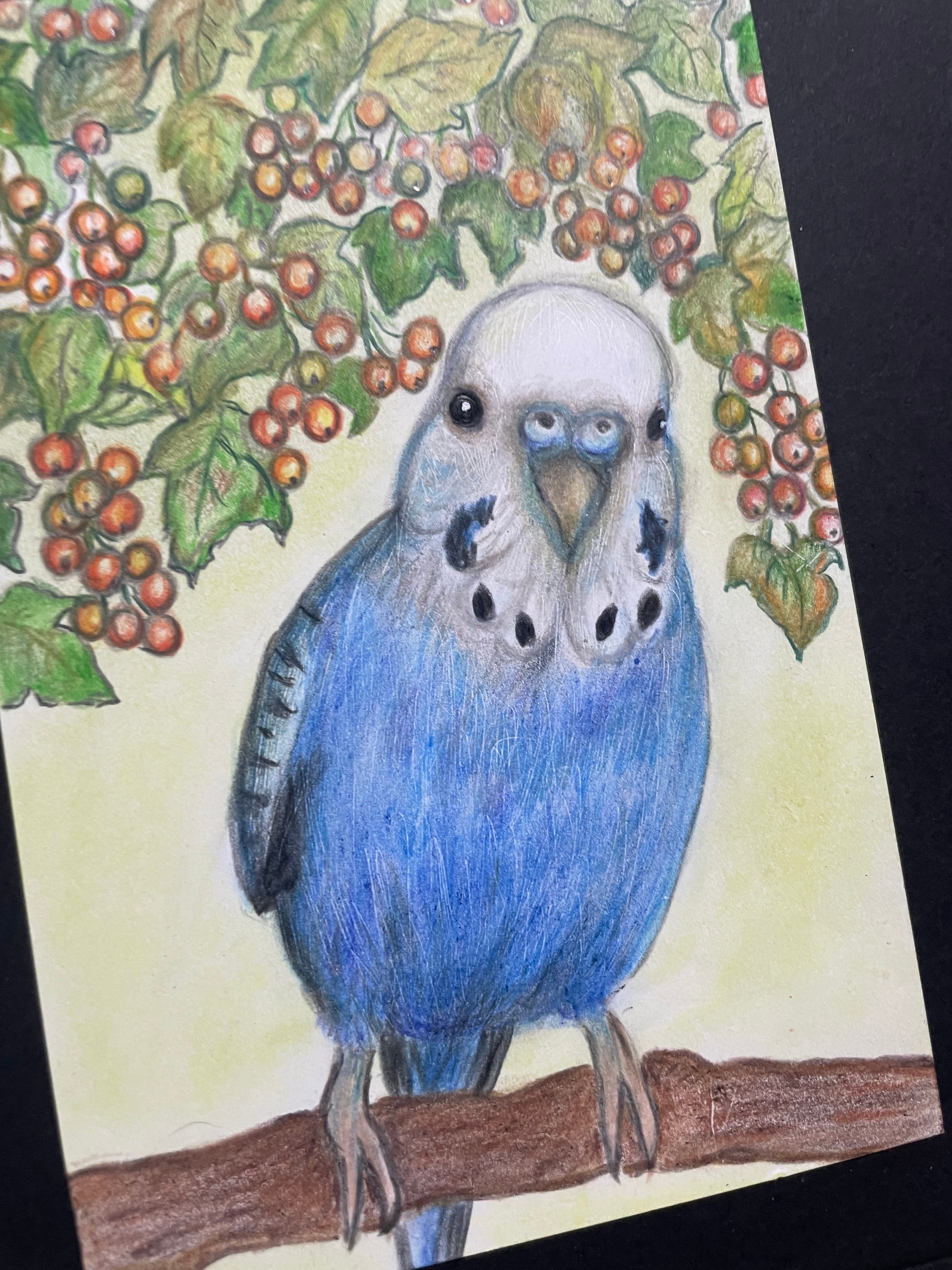 色鉛筆画 リアル可愛いセキセイインコ色鉛筆画 原画 鳥 ゆこりん工房