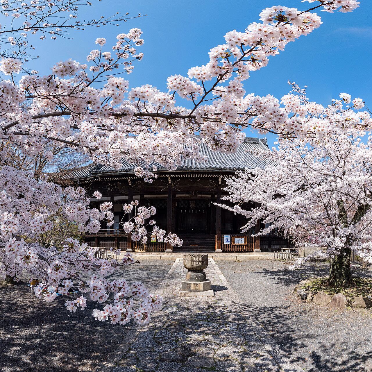 立本寺の桜景色