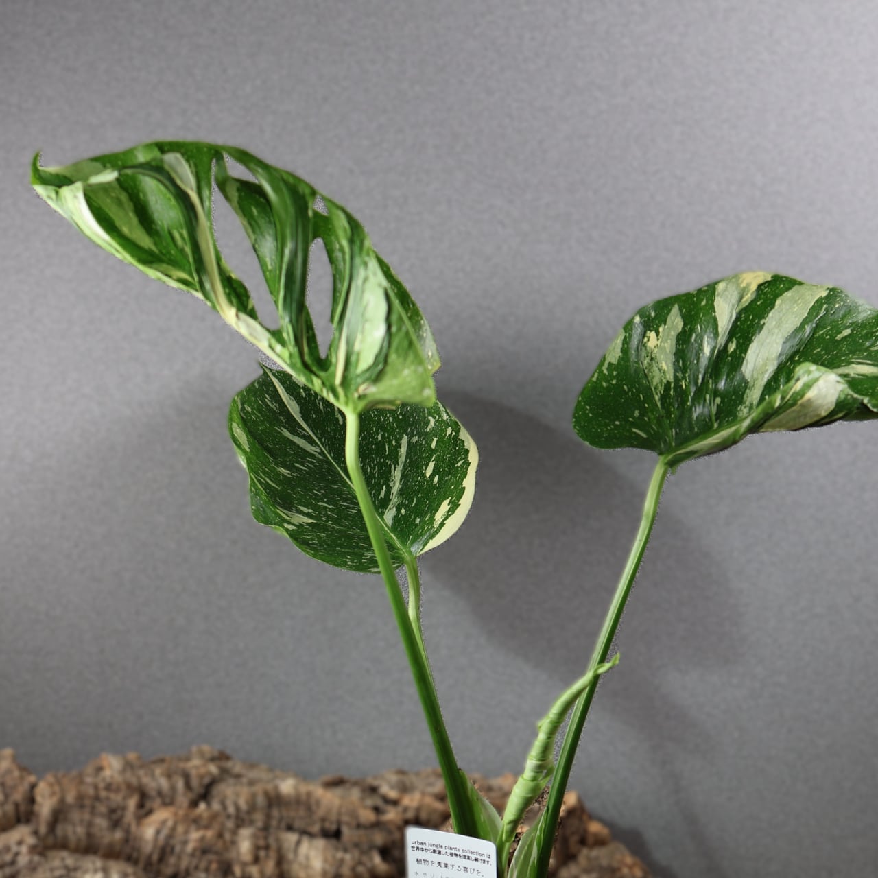 827『urban jungle モンステラ デリシオーサ 'メデューサ'』観葉植物