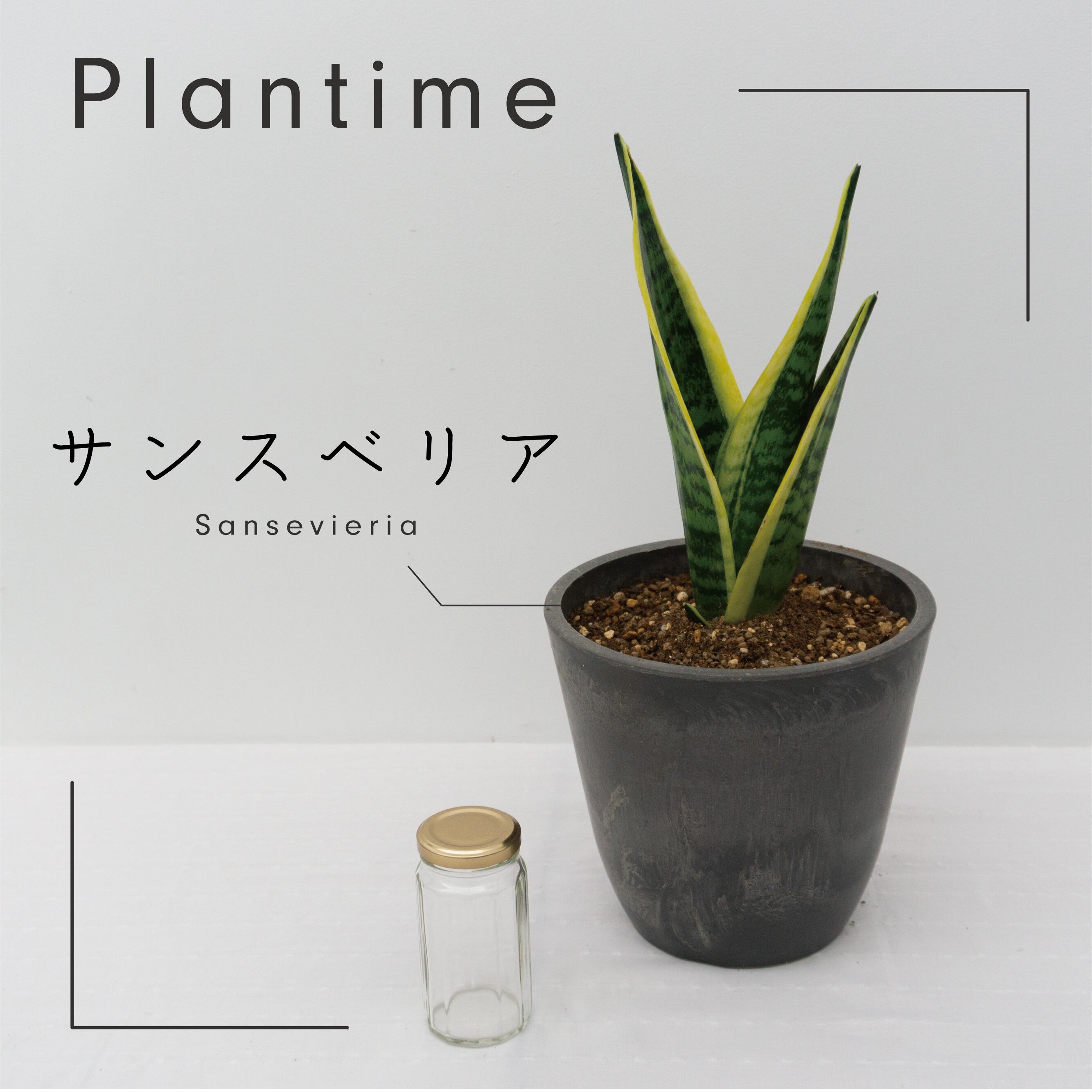Plantimeプレミア鉢 サンスベリア ユーカレコ