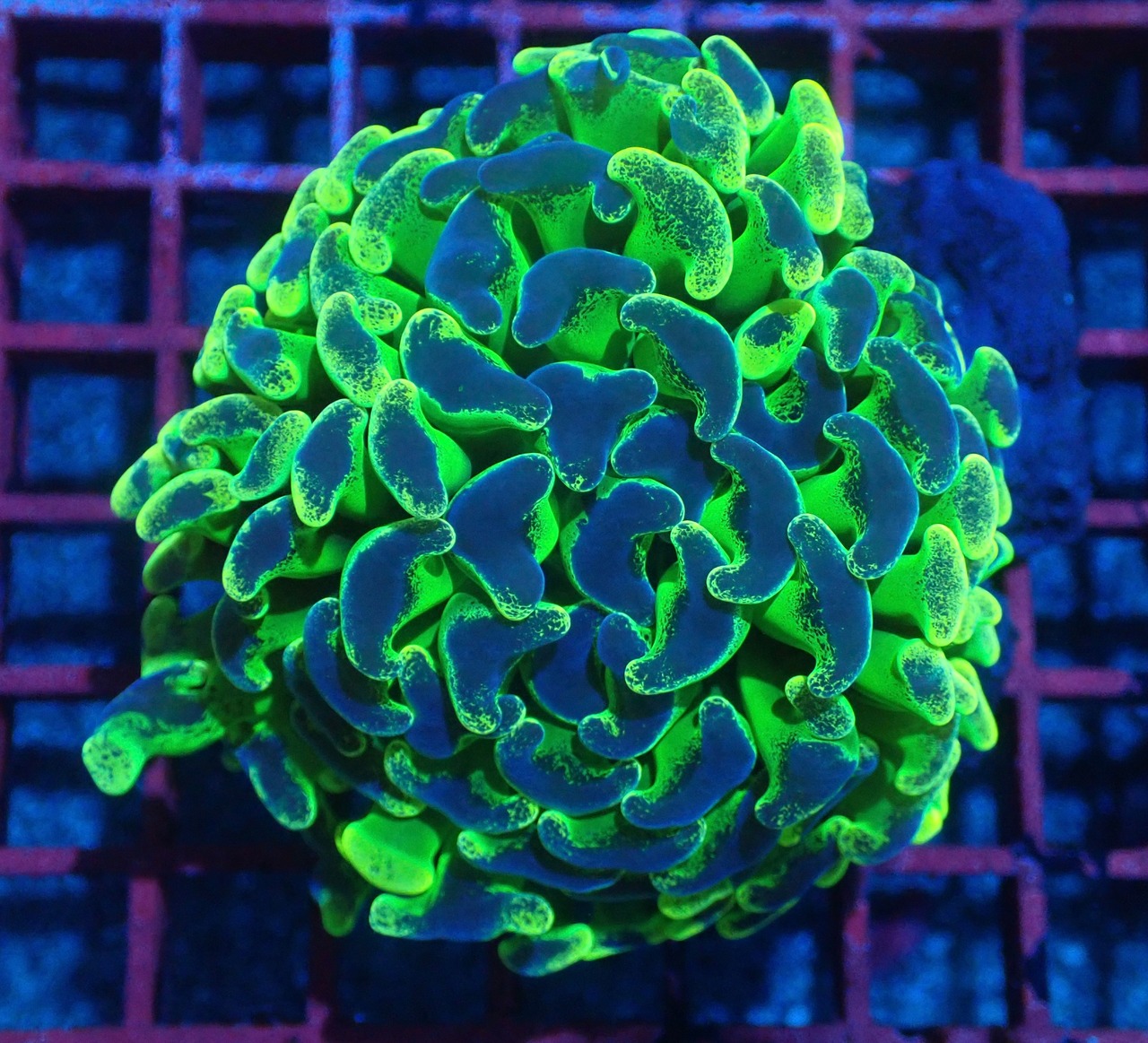 寒水ブリード Paraancora NeonPulse