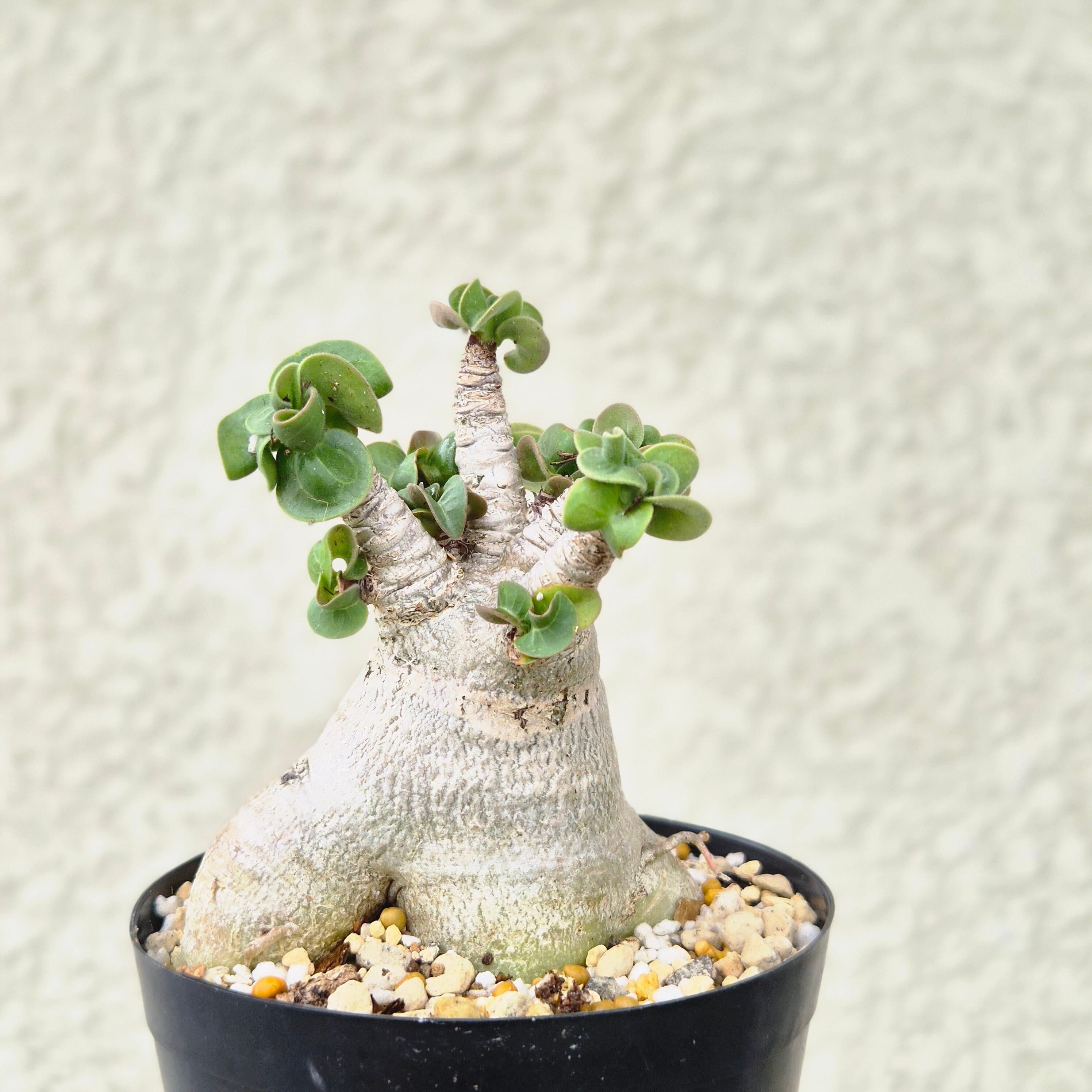 Mサイズ⑨《 Adenium Arabicum D.H.A》アデニウム アラビカム 獅子葉 ドーセットホーン 塊根植物 巻葉