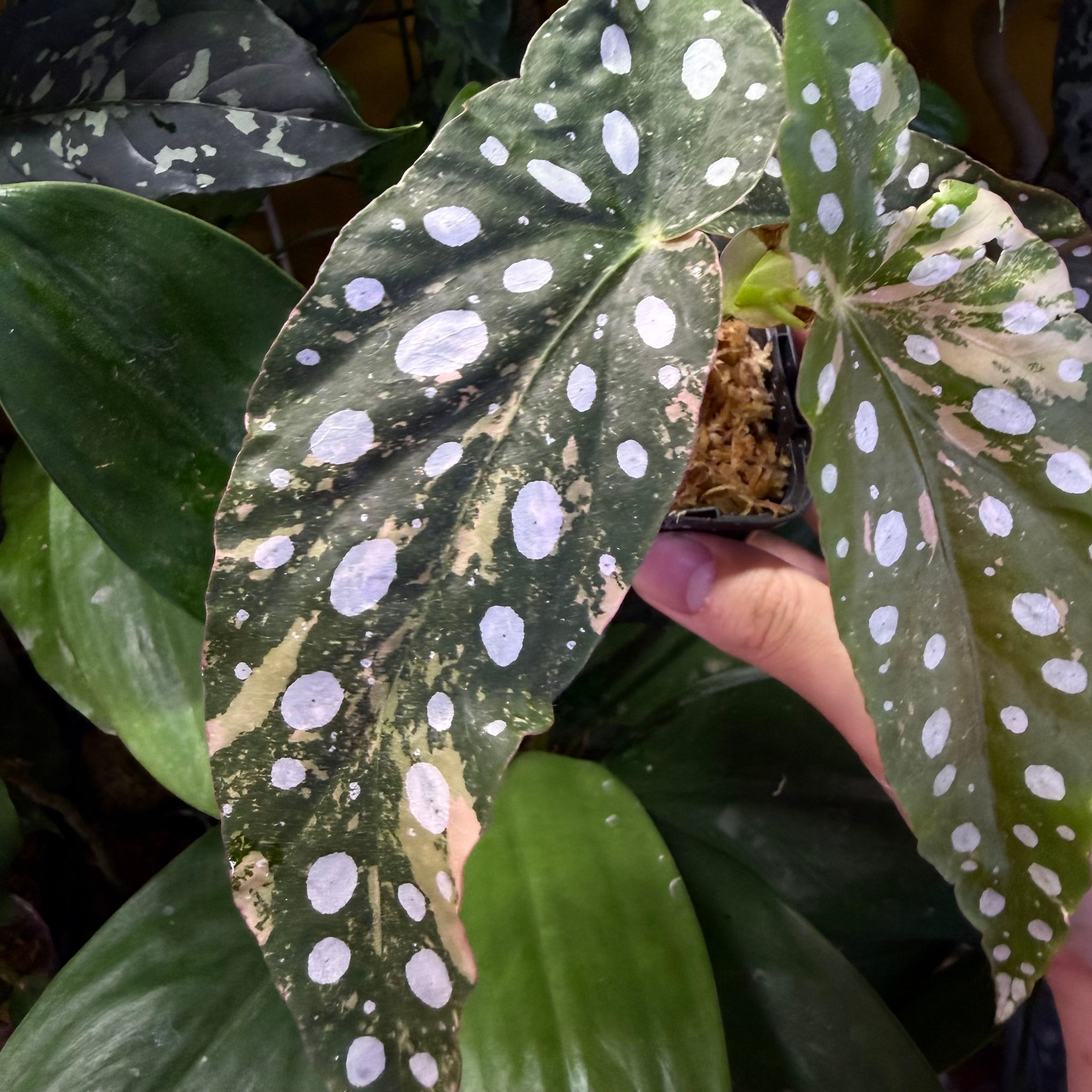 Begonia maculata 'Pink Variegated' | 熱帯雨林植物専門店 トイ吉園芸