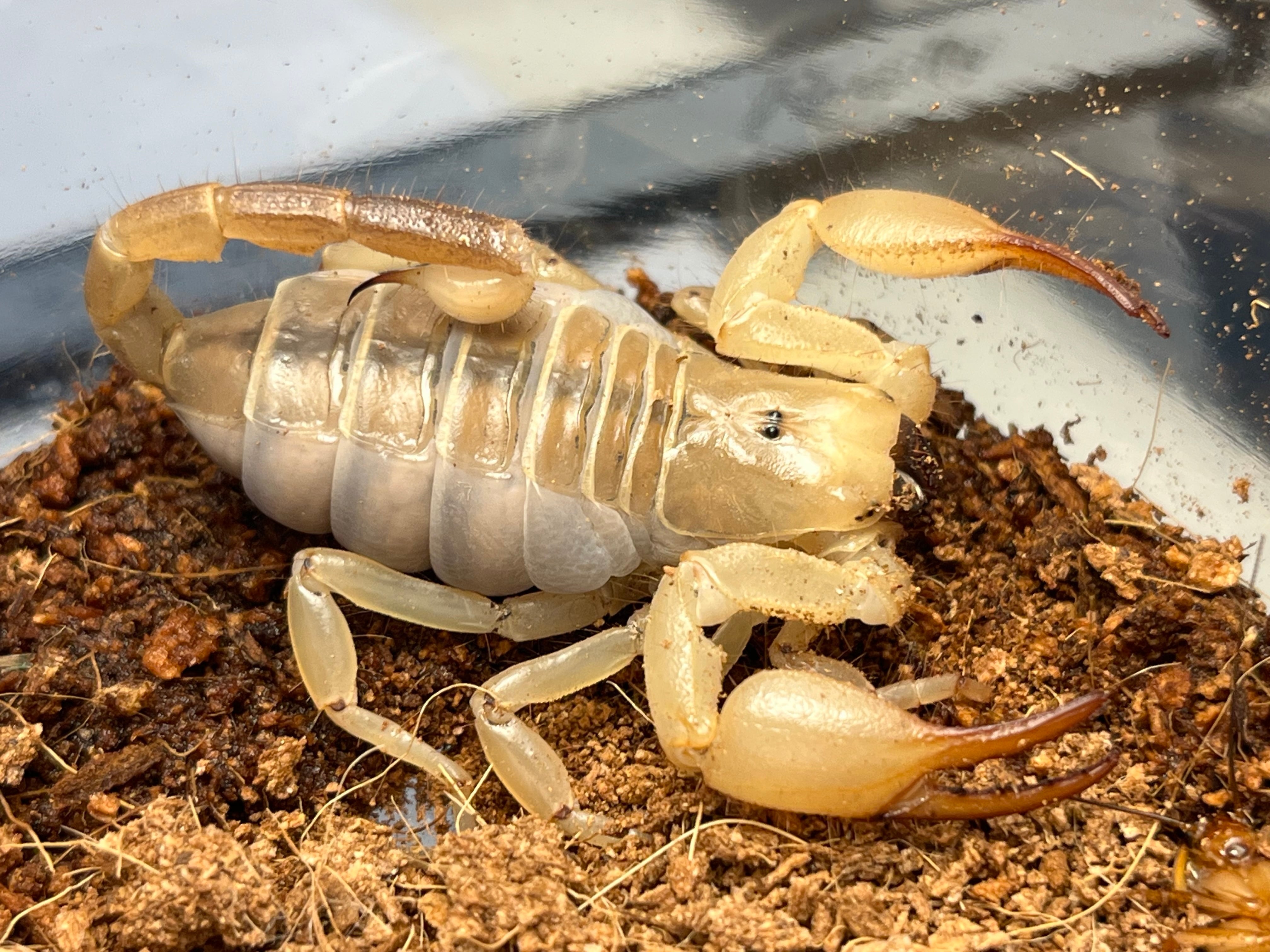 鶯黄金最高峰】キンモンウグイスコガネ 標本 スペクタビリスウグイス