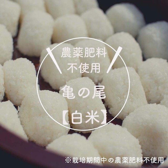 ◆新米予約◆【自然栽培米】白米　亀の尾　５ｋｇ