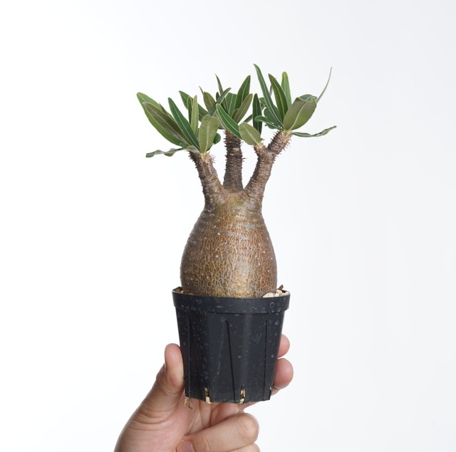 パキポディウム グラキリス no.6〈発根済み〉