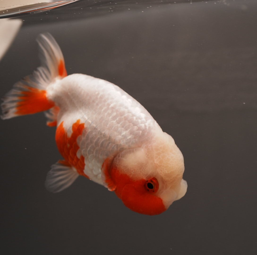 極光金魚展