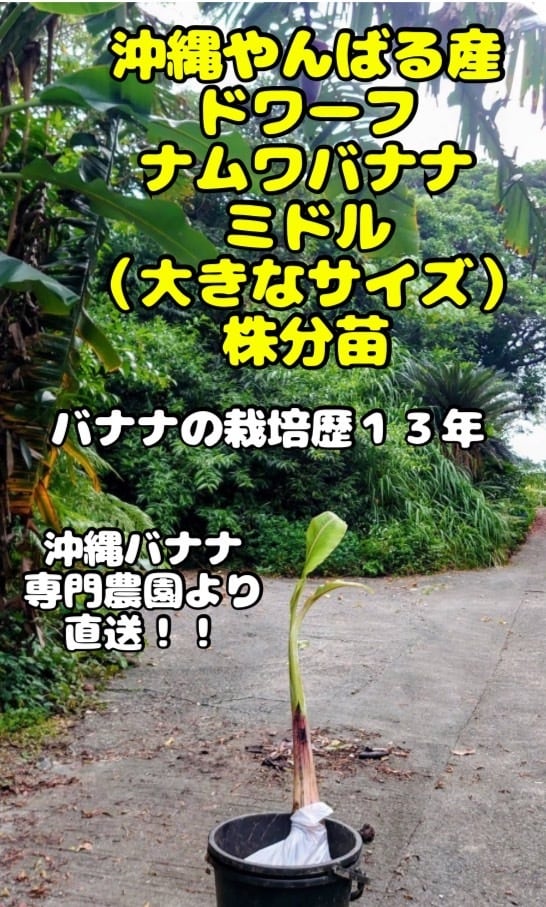 ADAN OKINAWA アダン沖縄 BASE店 沖縄特産品、果物、野菜、苗木販売