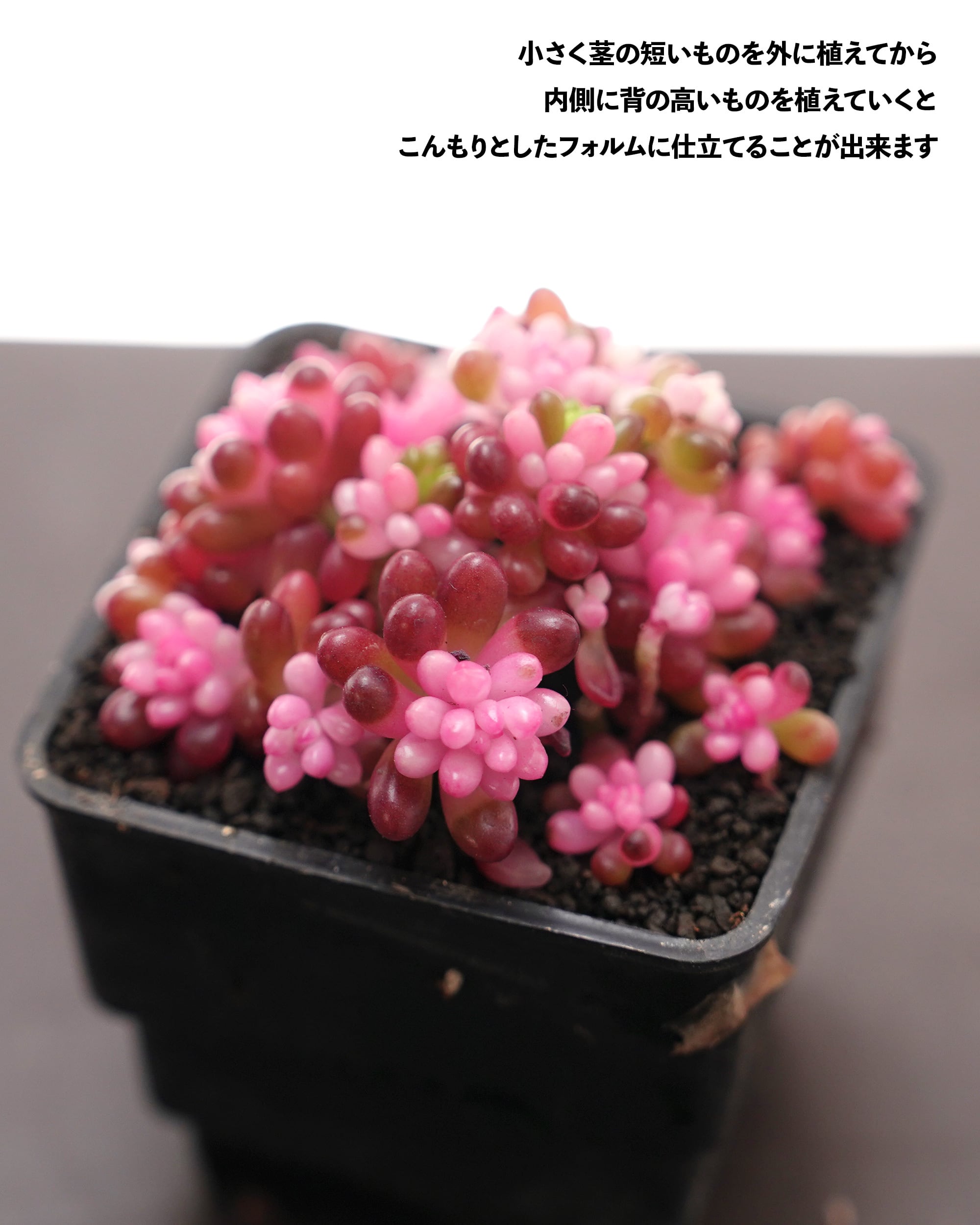カット苗 レッドベリー薬斑 Sedum rubrotinctum 'Red Berry