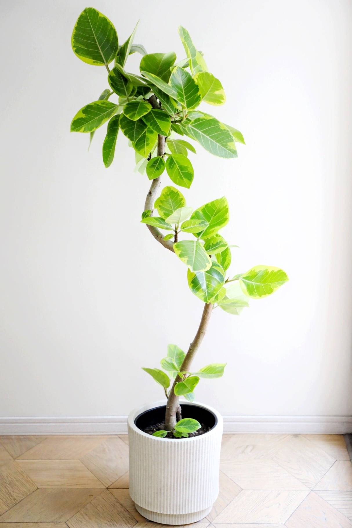 L】フィカス アルテシマ/Ficus Altissima | 【厳選植物・器】MIDORI